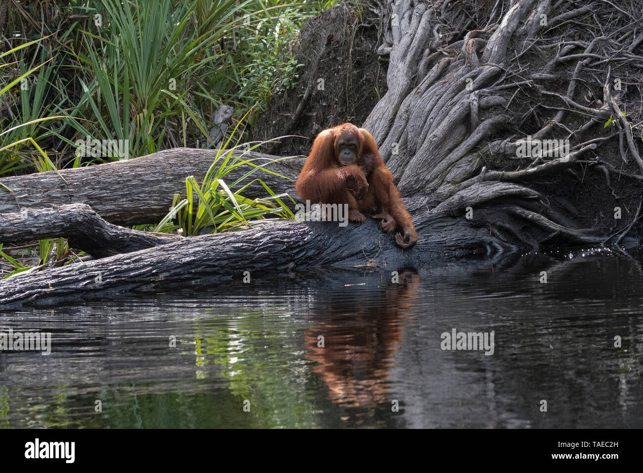 Bornean orangutan (Pongo pygmaeus pygmaeus), Adult female with a baby near by the water of Sekonyer river, Tanjung Puting National Park, Borneo, Indonesia Stock Photo