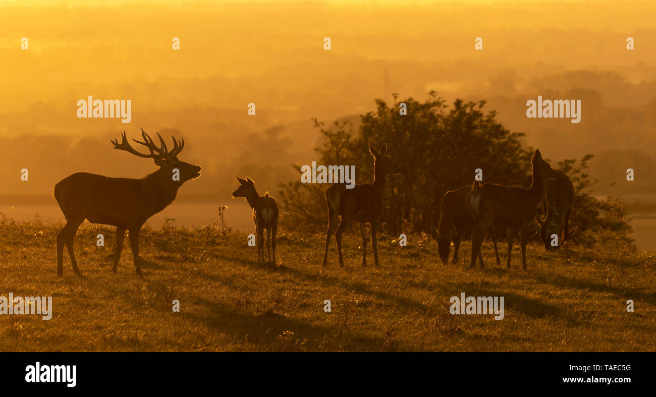 Red deer (Cervus elaphus) stag and hinds in a meadow at sunset Stock Photo