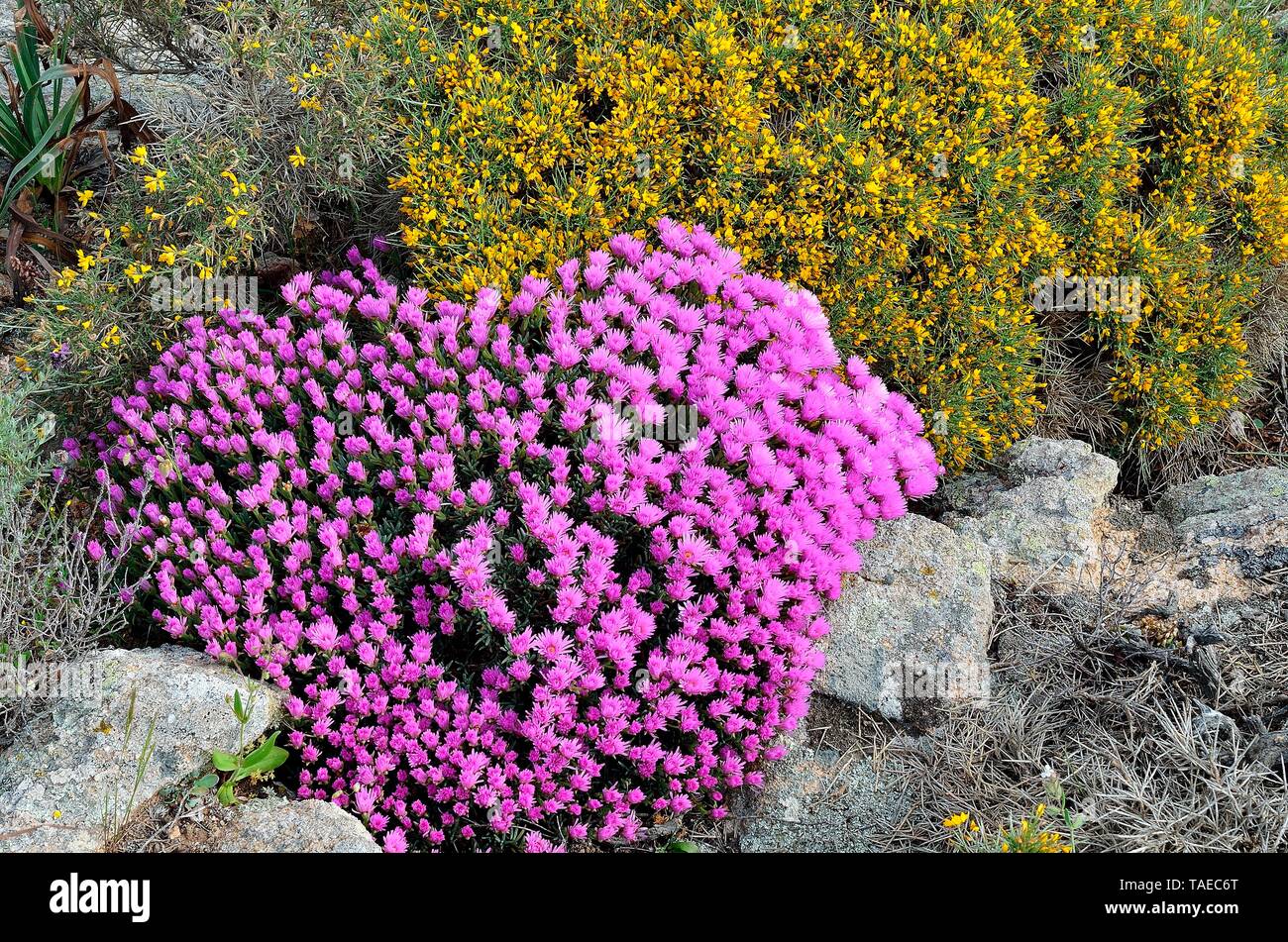 Images Genista Species Stock Photos Genista Species Stock Images Alamy le plus cool