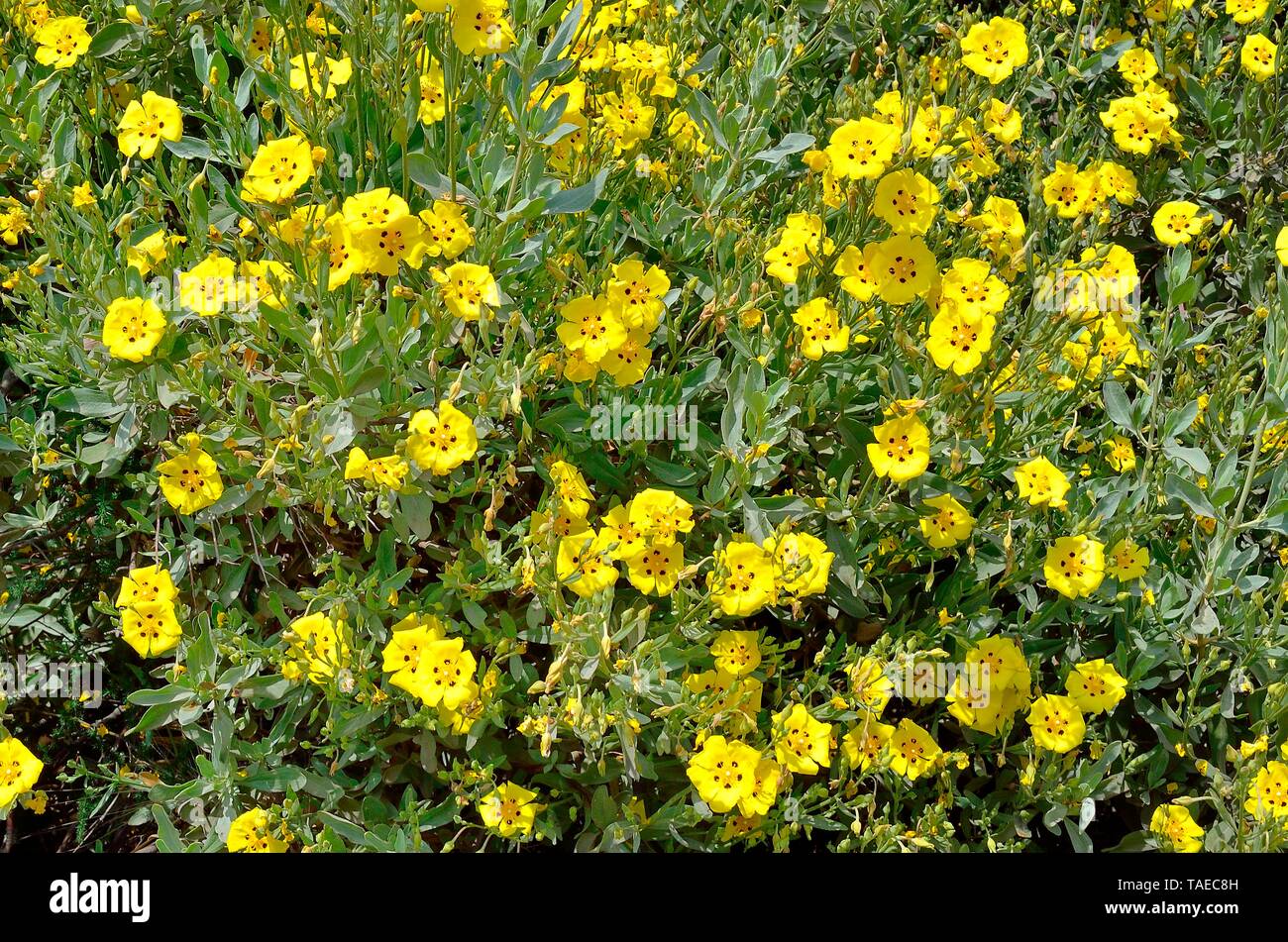 Halimium (Halimium halimifolium), Corsica Stock Photo