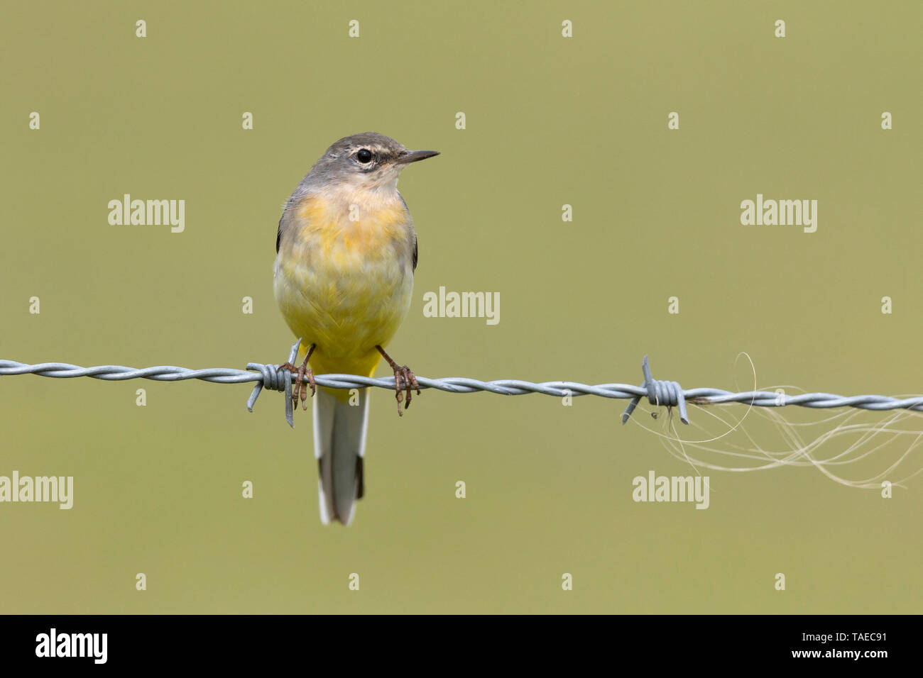 Grey wagtail (Motacilla cinerea) perched on a barbed wire, England Stock Photo