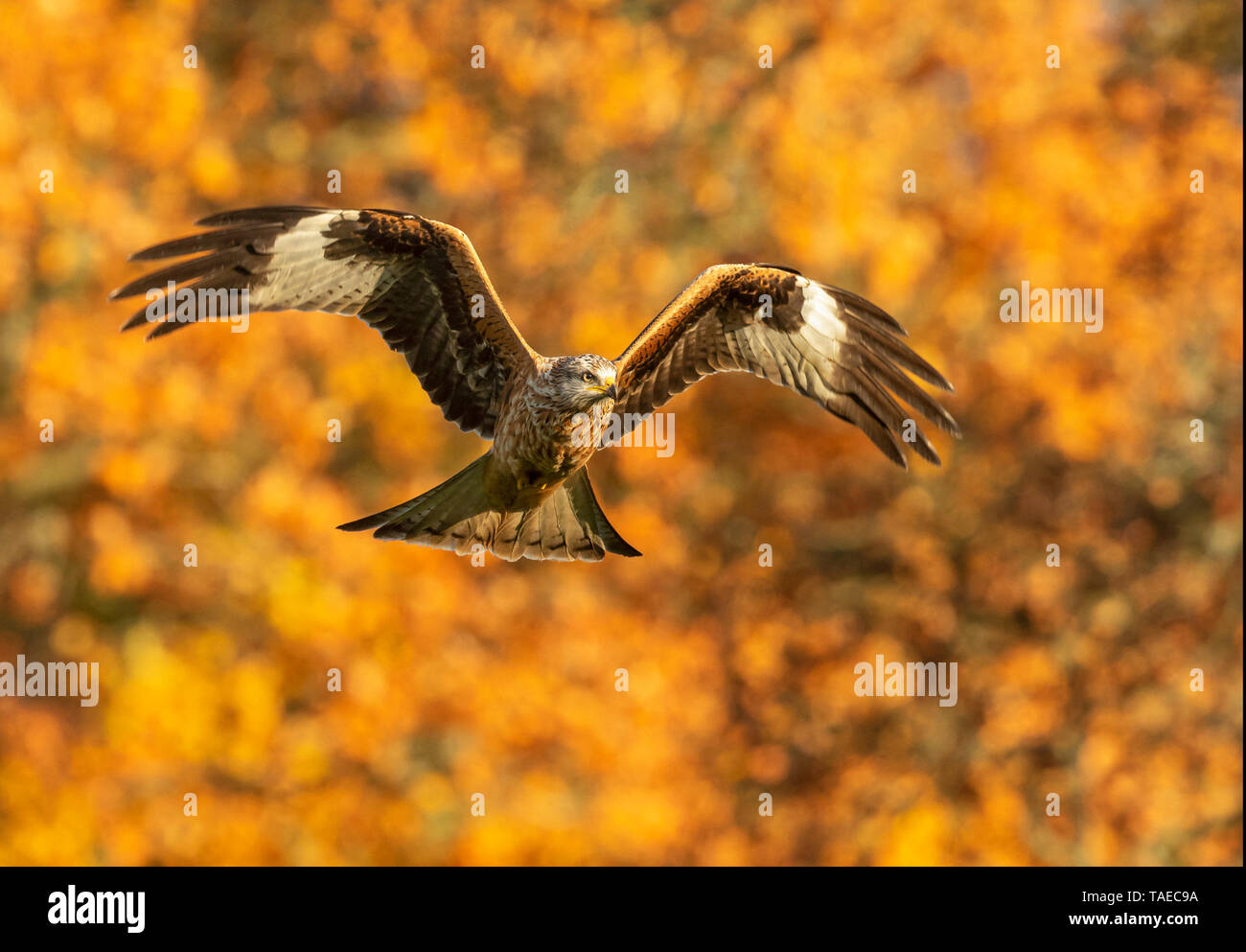 Red kite (Milvus milvus) in flight amongst autumn colours, Wales Stock Photo