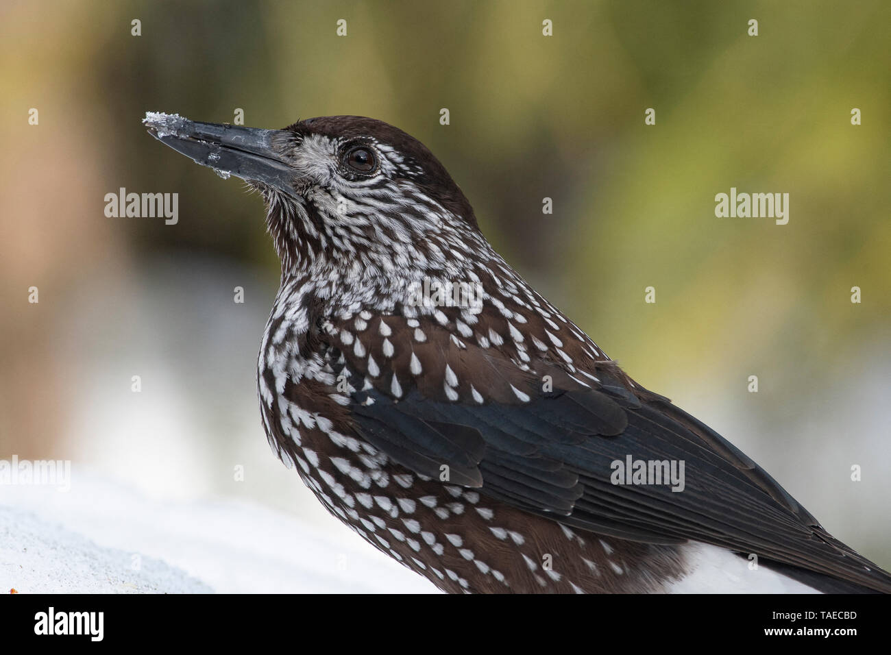 Spotted nutcrackers nucifraga caryocatactes hires stock photography