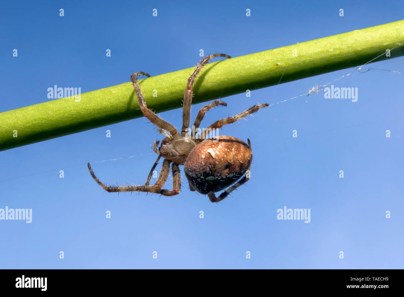 Cross orbweaver (Araneus diadematus) moving on an agapanthus stem to weave its web in the fall, Country Garden, Lorraine, France Stock Photo
