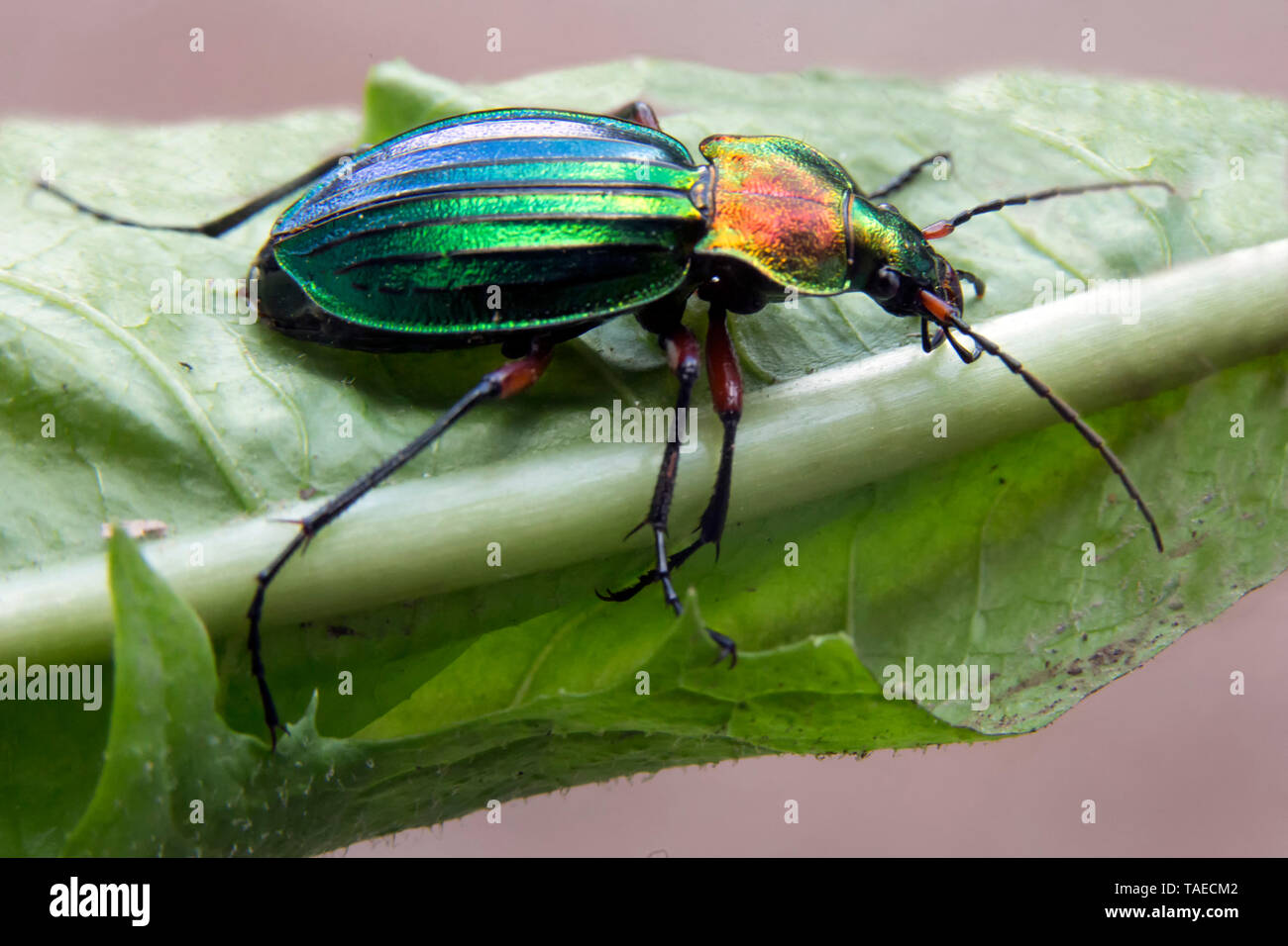 Ground beetle (Chrysocarabus auronitens) on a leaf at the edge of forest in the spring, Vicinity of Cransac, Aveyron, France Stock Photo