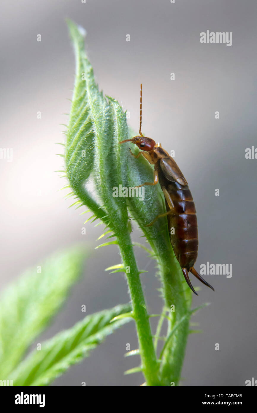 Common earwig european earwig forficula hi-res stock photography and ...
