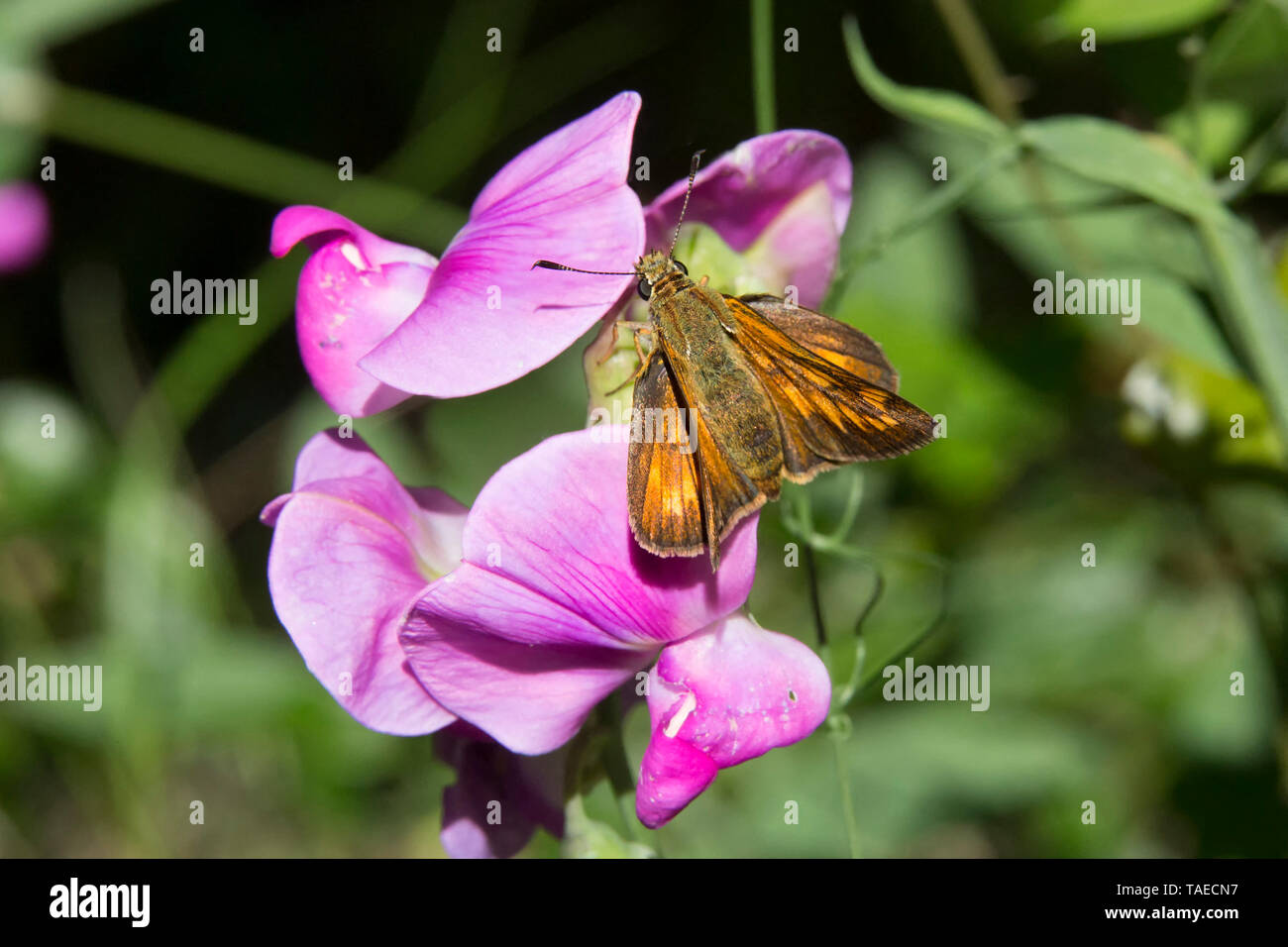 Skipper (Hesperiidae sp) to be determined, foraging in the spring, Maquis of the Maures massif, near Hyeres, Var, France Stock Photo
