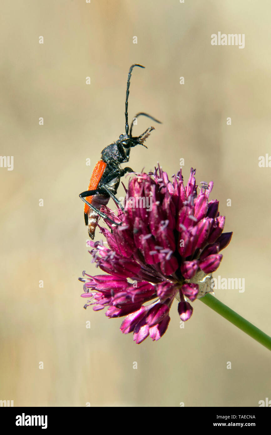 Red Longhorn Beetle (Stictoleptura rubra) Male on a spring garlic flower, Massif des Maures, near Hyeres, Var, France Stock Photo
