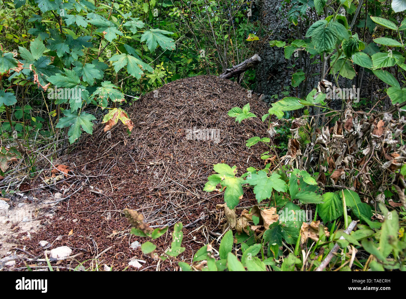Anthill sheltering the Southern wood ant (Formica rufa) in an undergrowth at the edge of a forest path in summer, Massif des Vosges, France Stock Photo