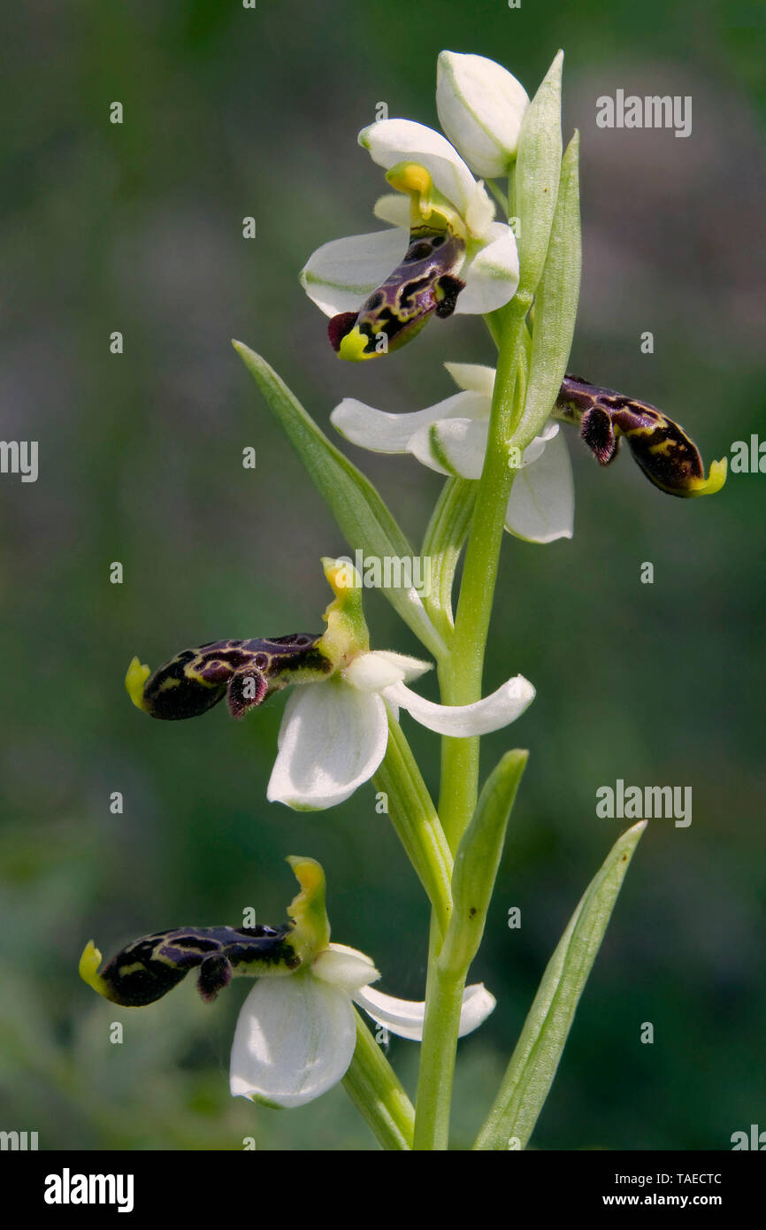 Philippi Spring Ophrys Orchid (Ophrys philippi) Spring flowers detail, Surroundings of ...