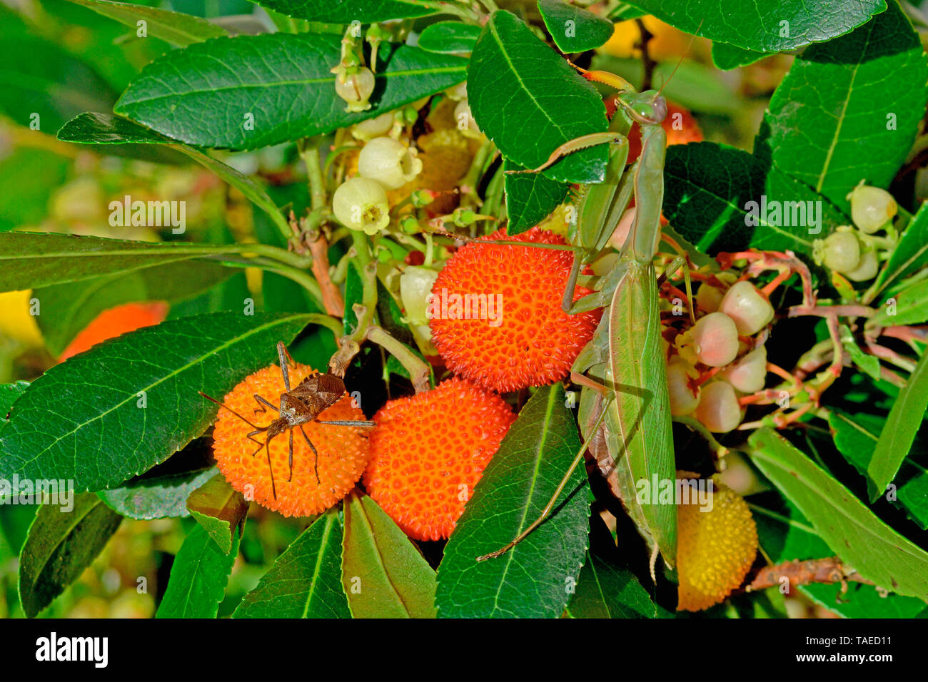 Praying Mantis (Mantis religiosa) and Western conifer seed bug (Leptoglossus occidentalis) on Strawberry tree (Arbutus unedo) in autumn, Herault, France Stock Photo