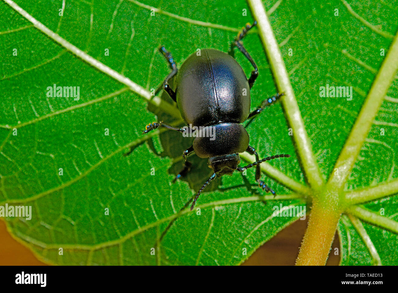 Bloody-nosed beetle (Timarcha tenebricosa) on leaf, Spring, Herault, France Stock Photo