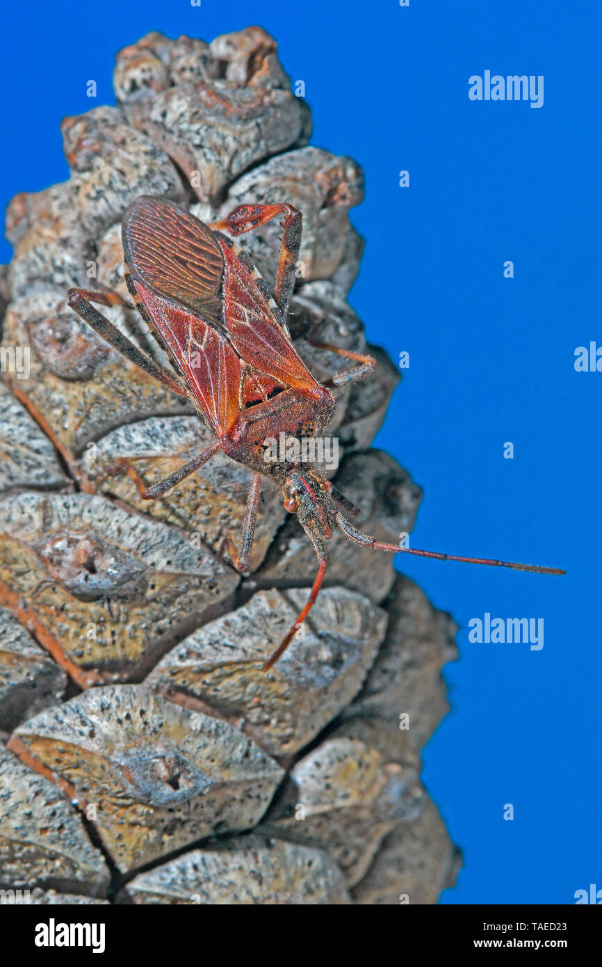 Western conifer seed bug (Leptoglossus occidentalis) on pine cone, Invasive species, Auvergne, France Stock Photo