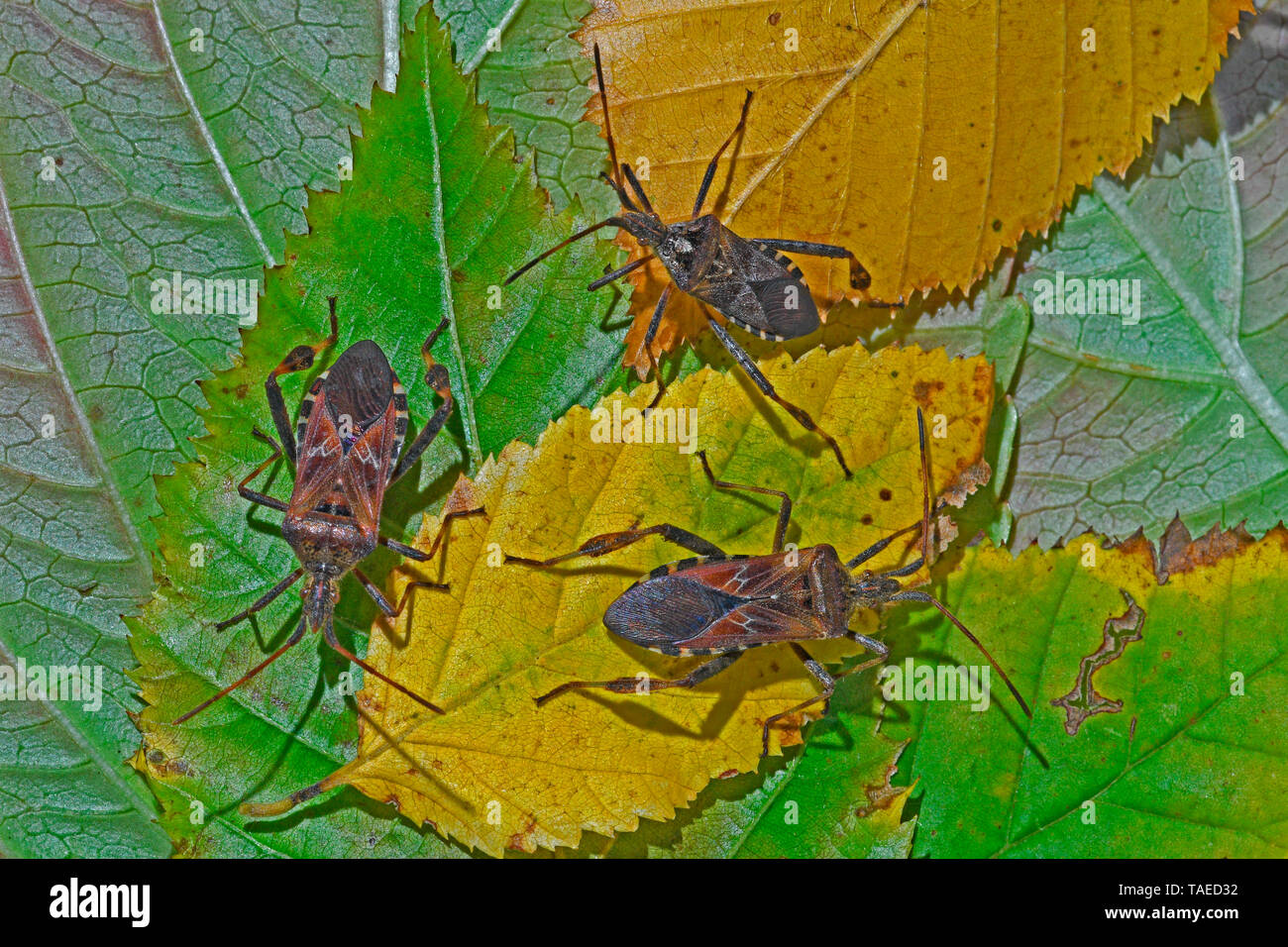 Western conifer seed bugs (Leptoglossus occidentalis) on leaves, Invasive species, Auvergne, France Stock Photo