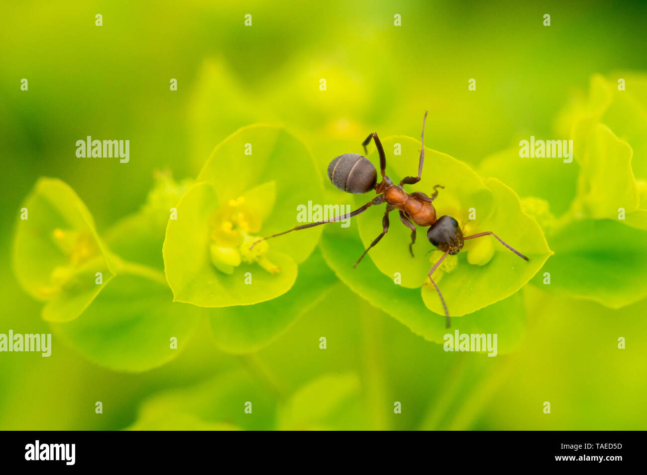 European Red Wood Ant (Formica polyctena) on Cypress spurge (Euphorbia cyparissias), France Stock Photo