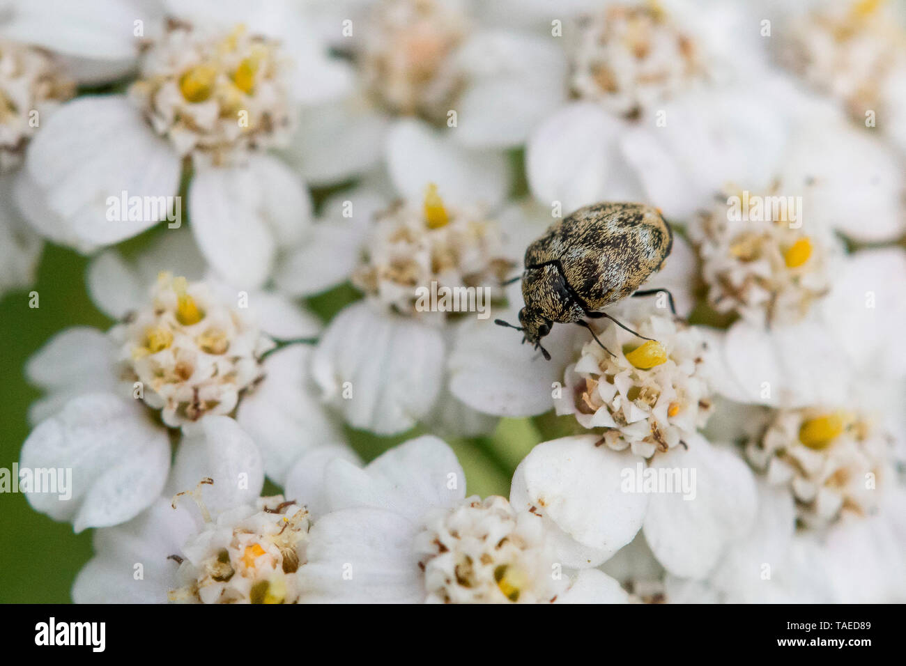 Dermestidae sp hi-res stock photography and images - Alamy