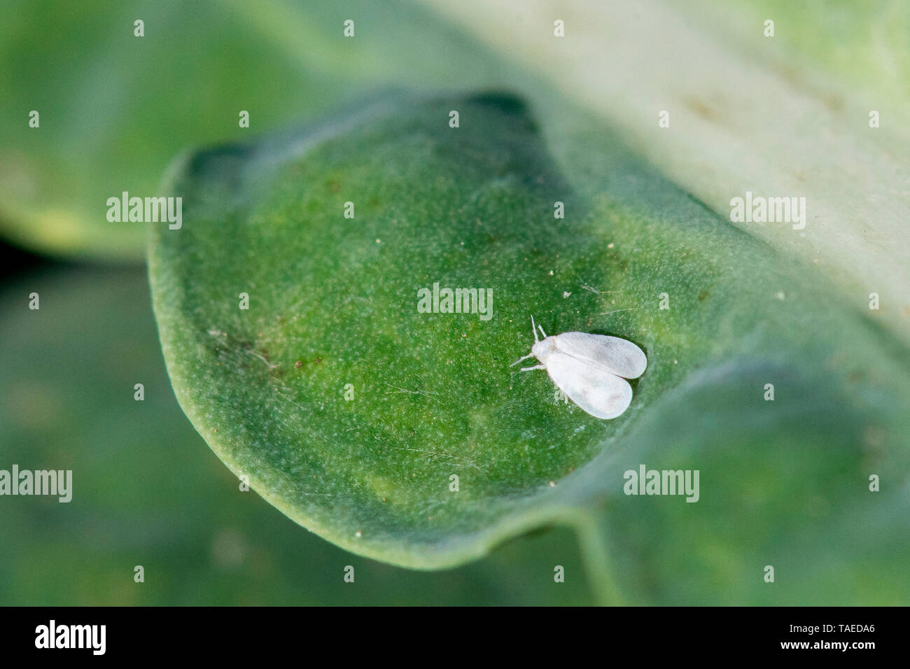 Cabbage Whitefly (Aleyrodes proletella), Jean-Marie Pelt Botanical ...