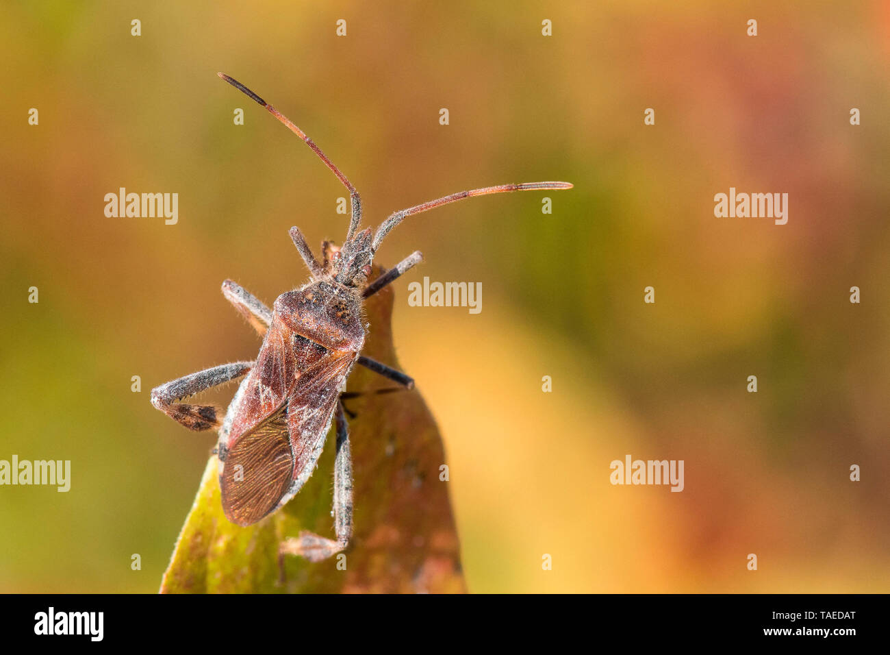 Western conifer seed bug (Leptoglossus occidentalis), invasive bug, Bouxieres aux dames, Lorraine, France Stock Photo
