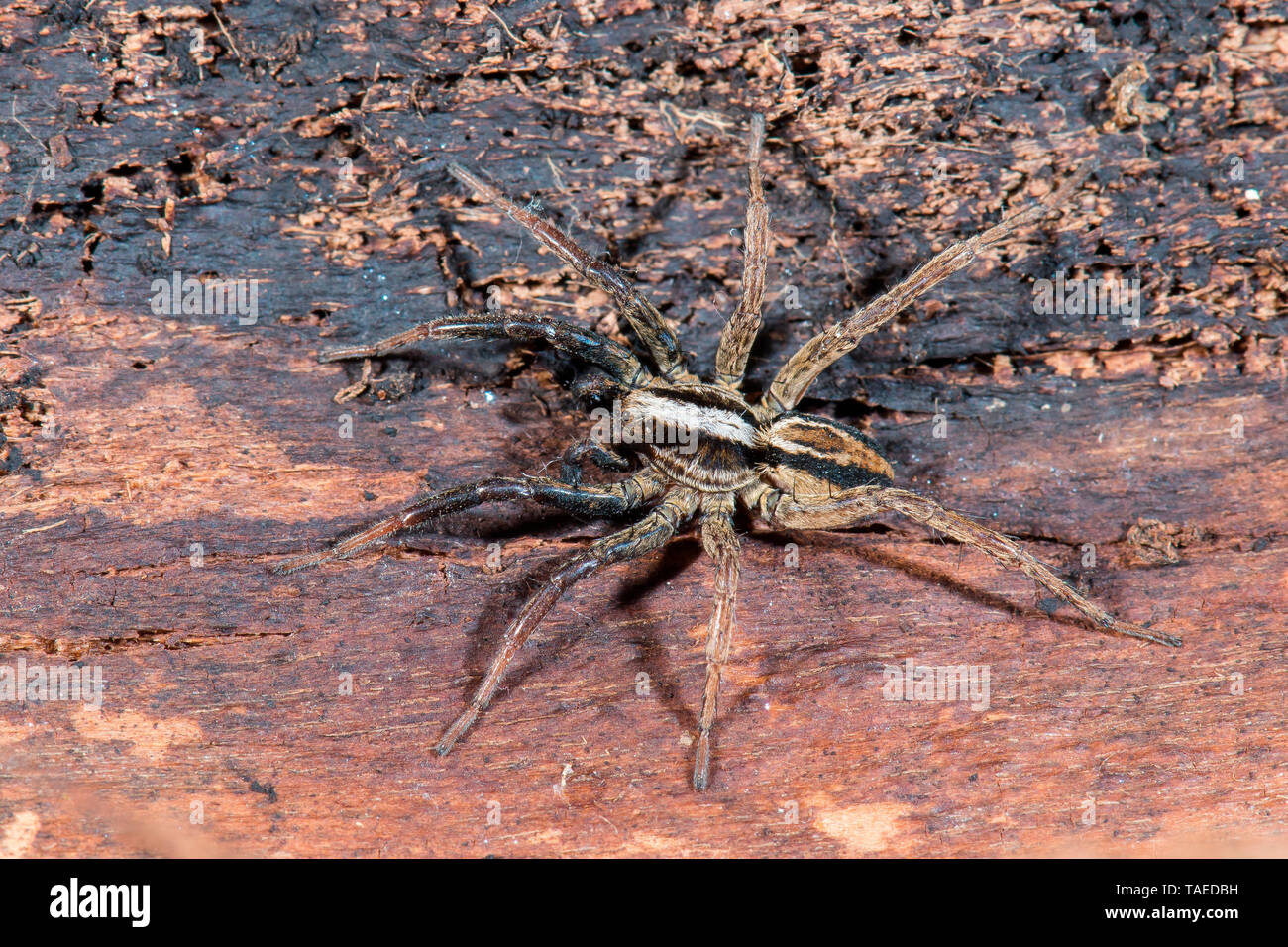 Common fox spider hires stock photography and images  Alamy