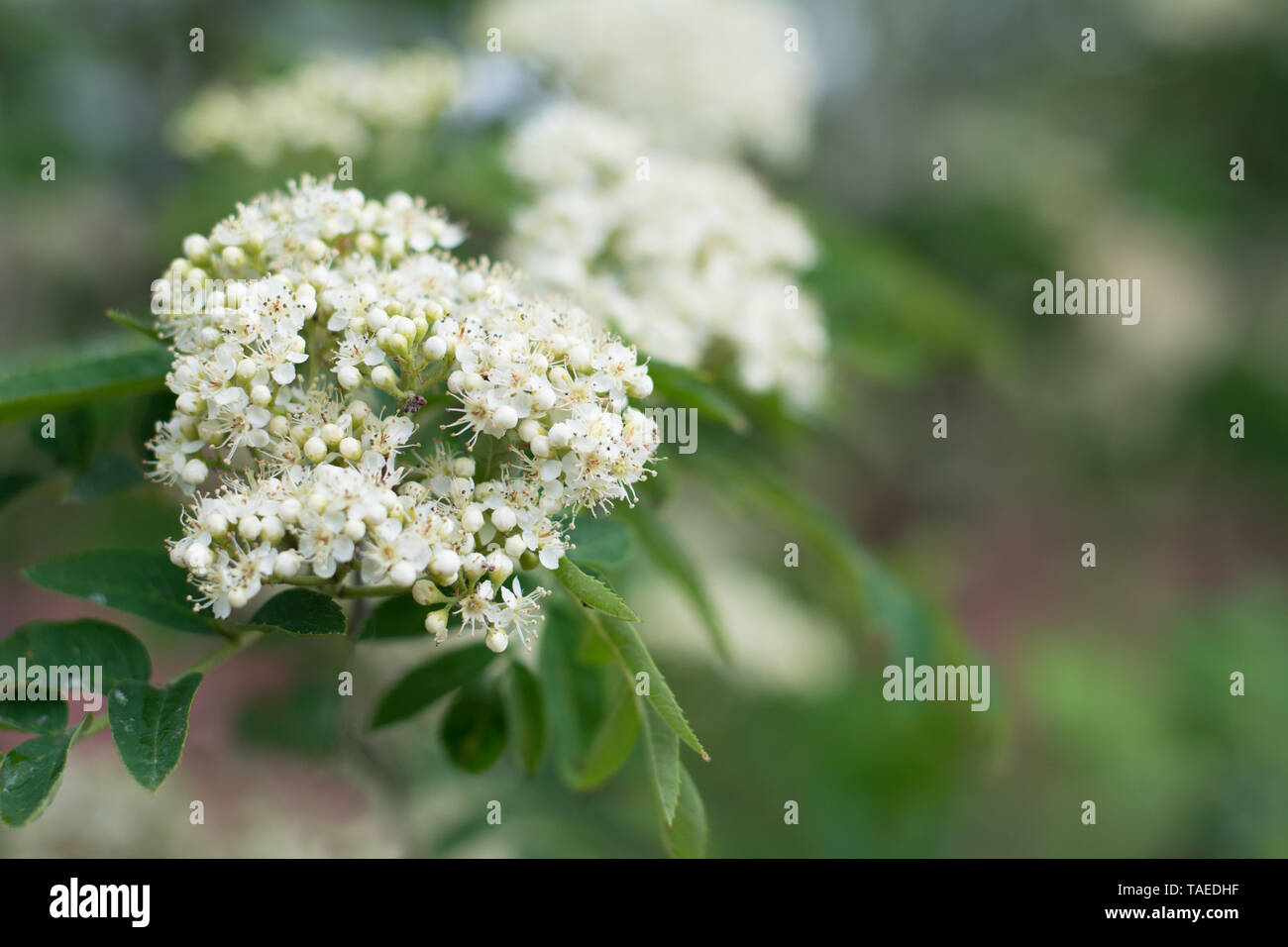 Closeup of rowan tree flowering corymbs with buds and open petals -  in spring - text space Stock Photo