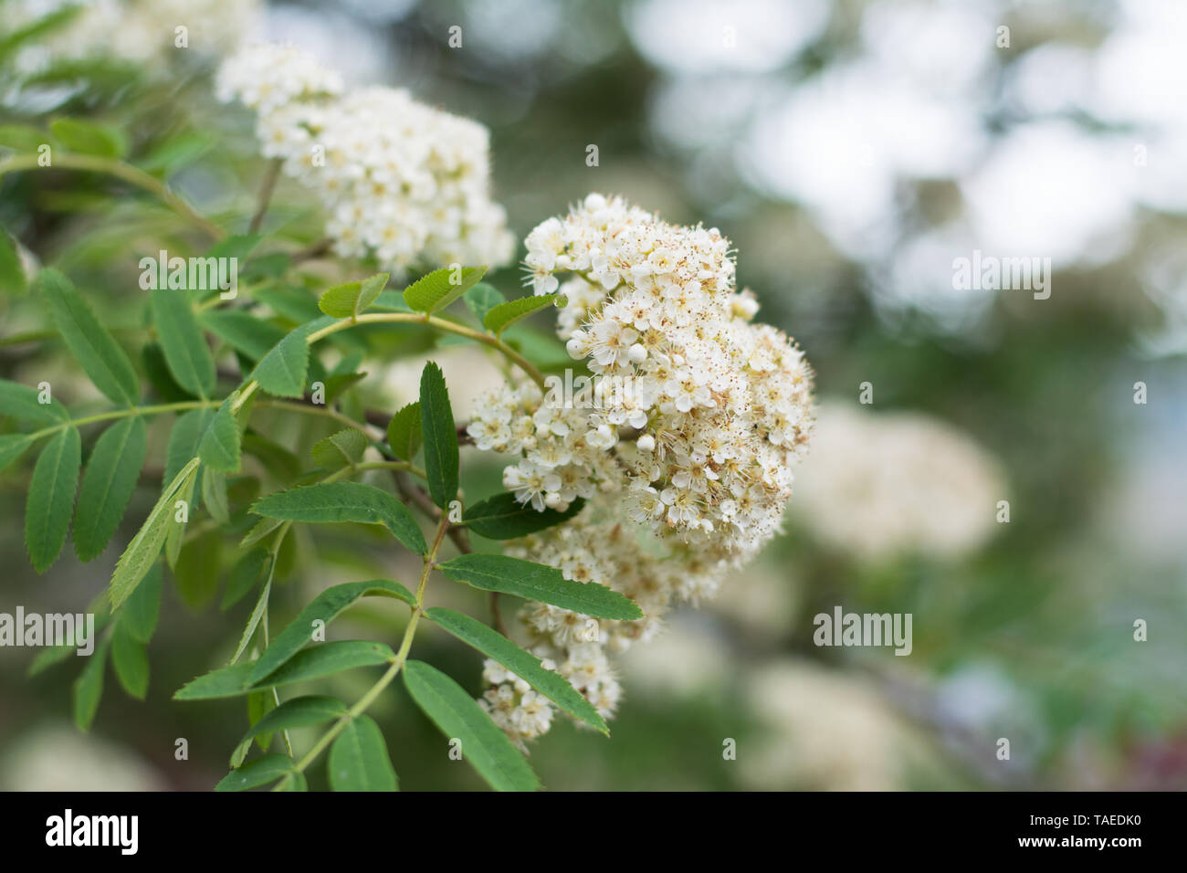 Corymb rose hi-res stock photography and images - Alamy
