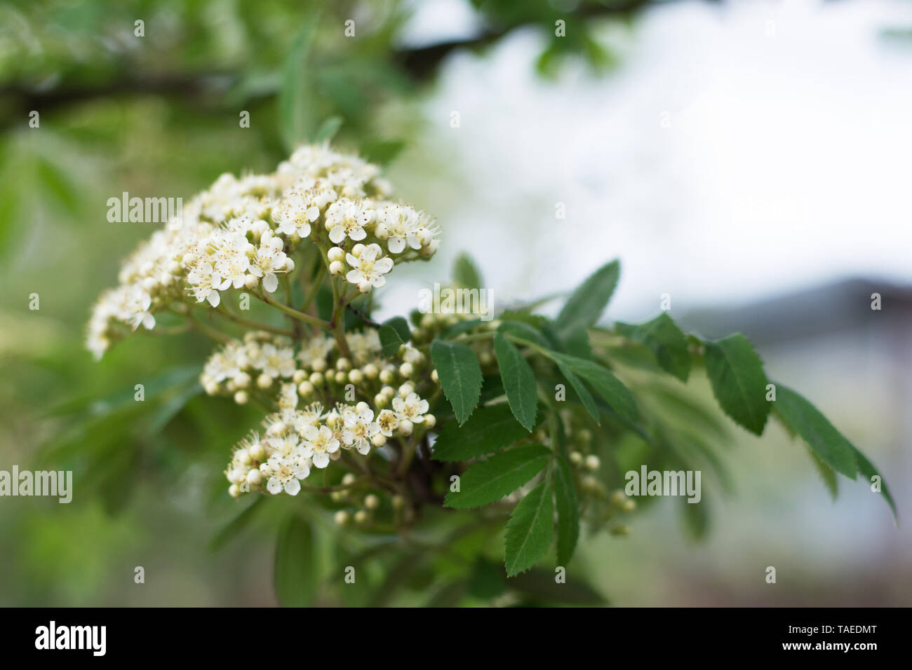 Corymb rose hi-res stock photography and images - Alamy