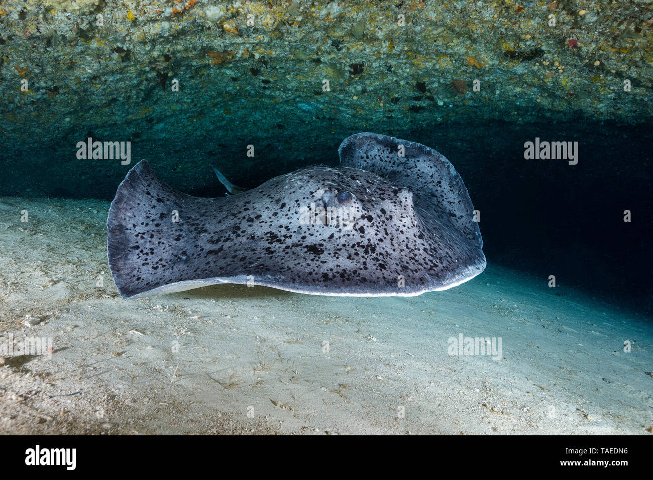 Face to face with a Blotched fantail ray (Taeniura meyeni) at the entrance to the cavity at the bottom of the second reff wall to a depth of 70 meters, Mayotte Stock Photo