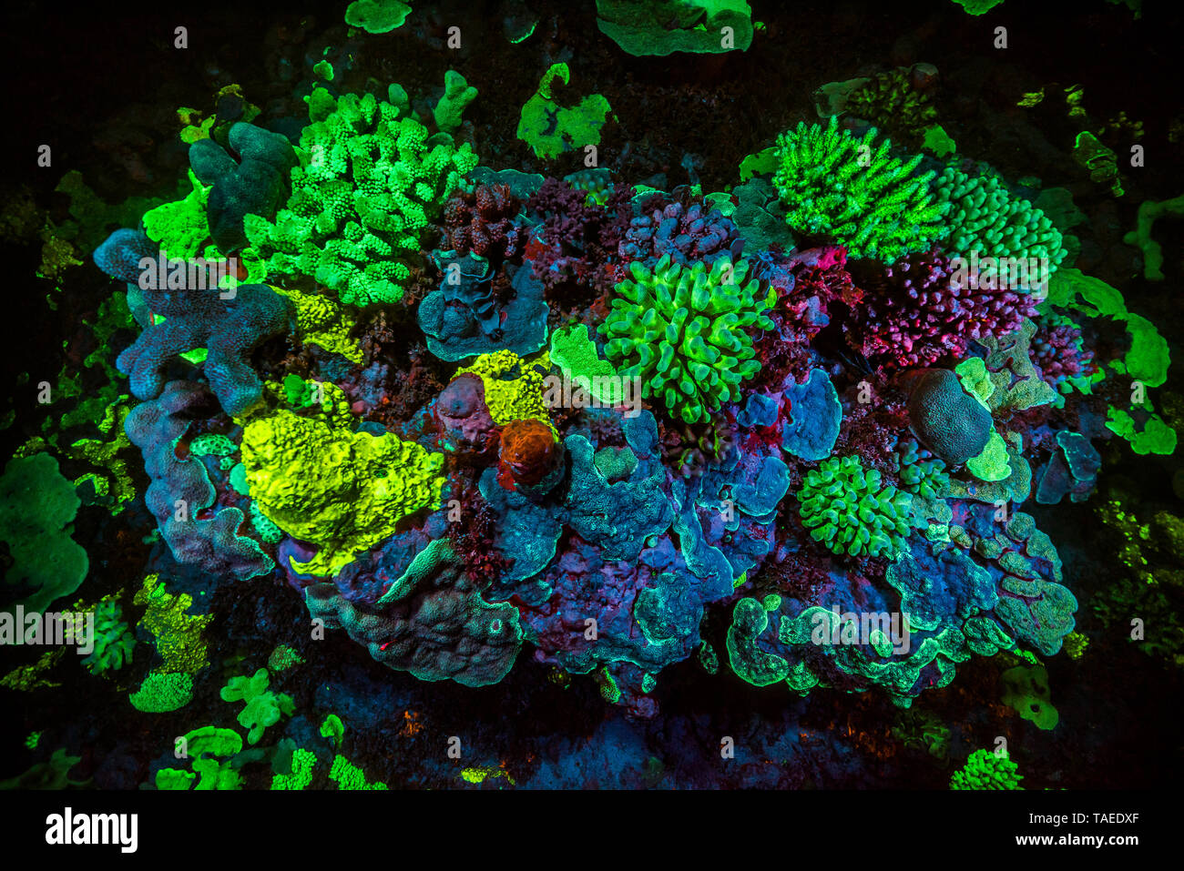 Tara Pacific expedition - november 2017 Outer reef of Egum Atoll, Papua ... - Hydroponic Fluorescence Indicating Coral Reef