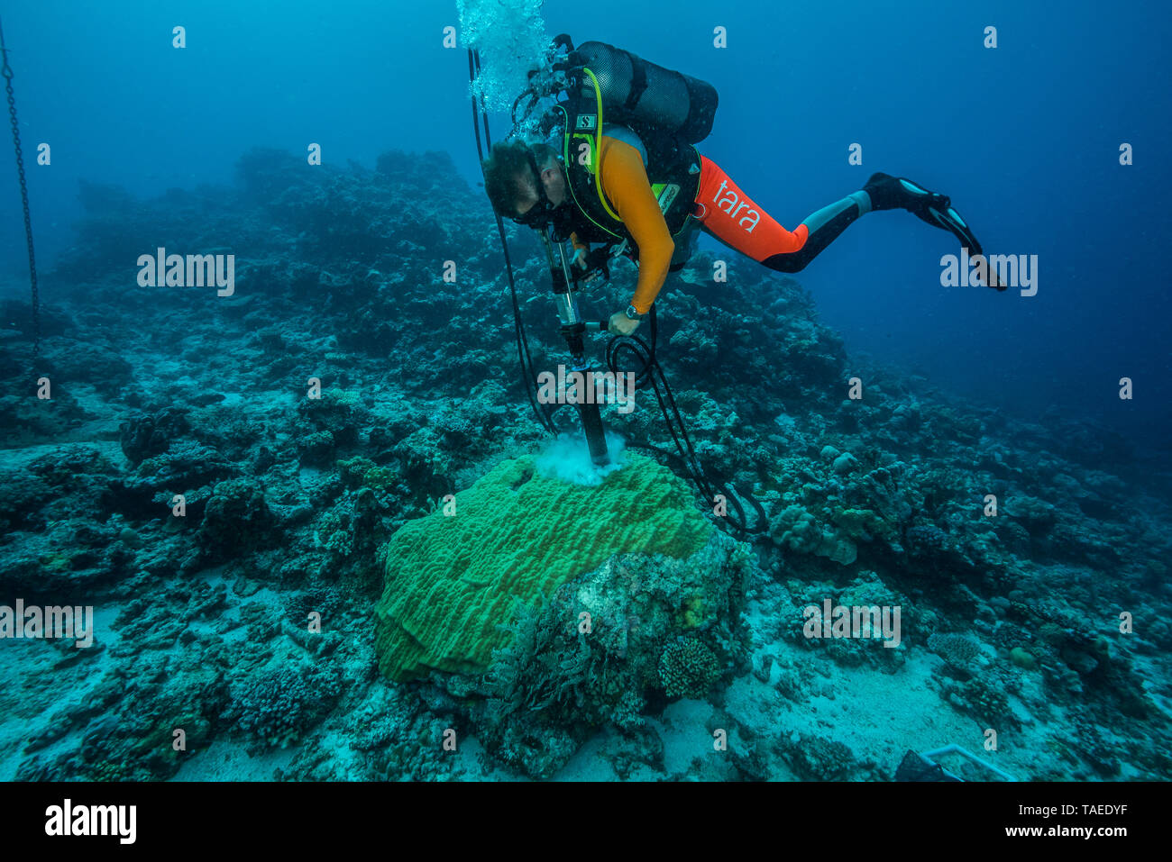 Tara Pacific expedition - november 2017 Outer reef of Egum Atoll, Papua New Guinea, Guillaume Iwankow (professional diver, CRIOBE) coring a Porites lobata coral. He uses a hydraulic perforator, powered by a surface compressor which is located in a boat, anchored over the coring site. A coring procedure is executed in several steps and takes between 20 minutes and 2 hours, depending on several factors. D: 10 m Stock Photo