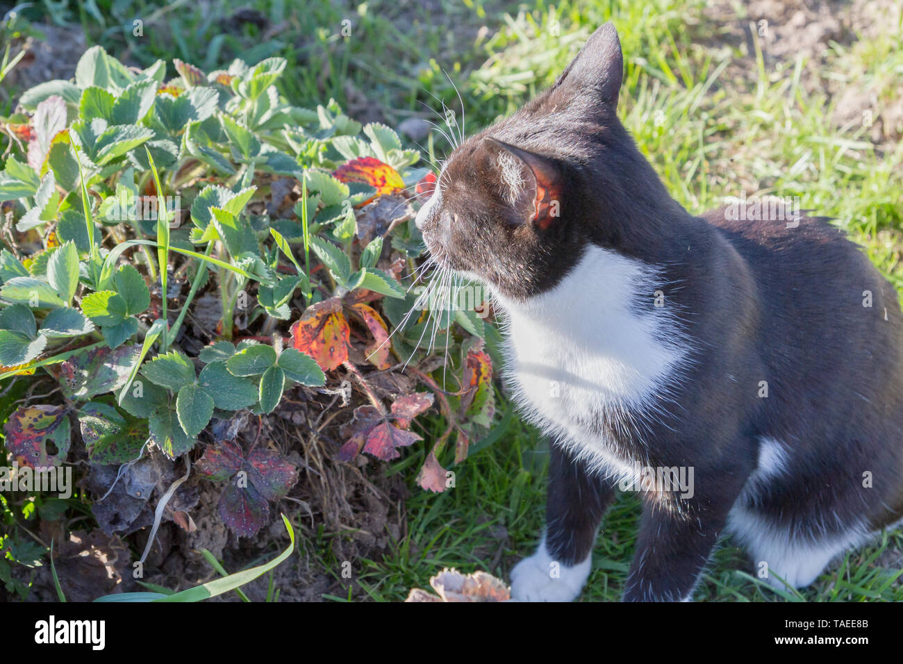Home a young black and white cat walks in the country yard Stock Photo ...
