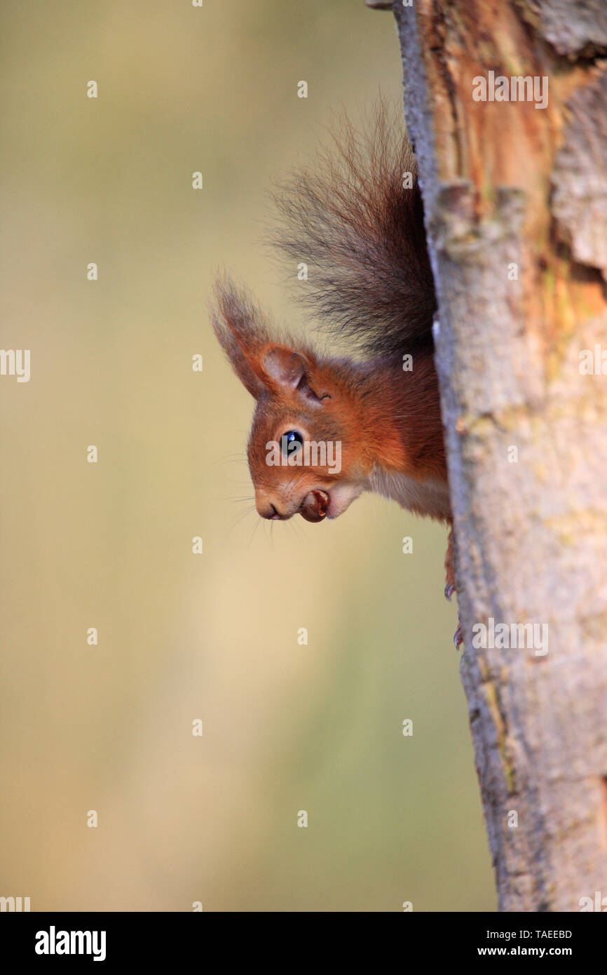 Red squirrel (Sciurus vulgaris) emerging from a tree trunk with a hazelnut between the teeth Stock Photo