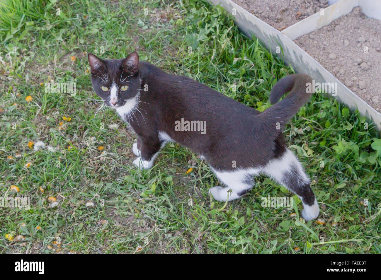 Home a young black and white cat walks in the country yard Stock Photo ...