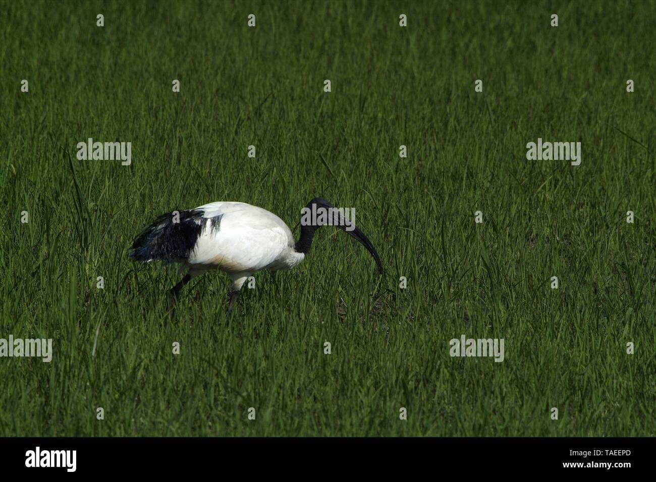 Sacred African ibis (Latin name threskiornis aethiopicus) wading in a paddy field in spring in Vercelli in the Po Valley in Italy Stock Photo