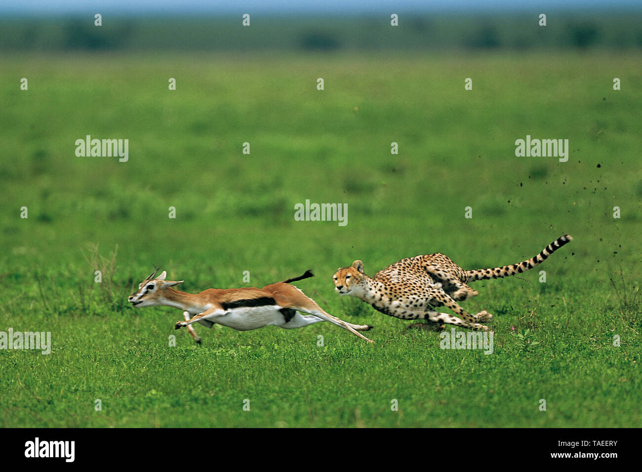 Cheetah (Acinonyx jubatus) chasing a Thomson's Gazelle (Gazella thomsonii) , Serengeti, Ngorongoro Conservation Area Stock Photo
