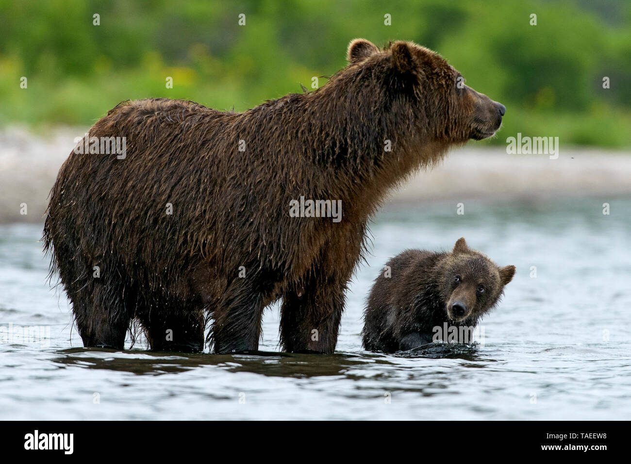 Kamchatka brown Bear (Ursus arctos beringianus) bear wirh her cub in water, Kamchatka, Russia Stock Photo