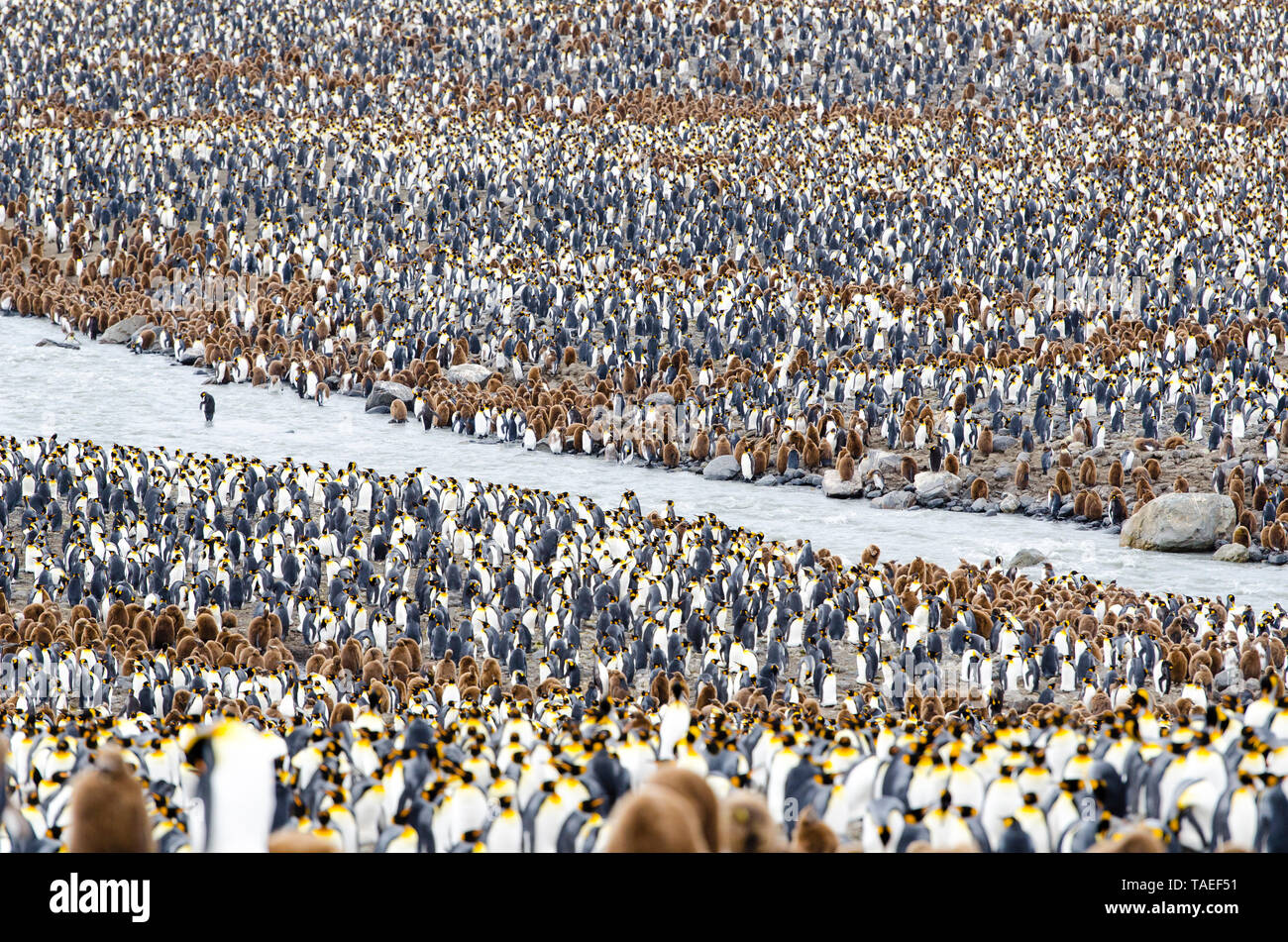 River crossing the colony of king penguins (Aptenodytes patagonicus) in Saint Andrews Bay in southern Gerogie Stock Photo
