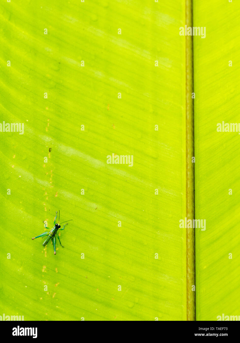 Locust (Caelifera sp) on a leaf, Peru Stock Photo