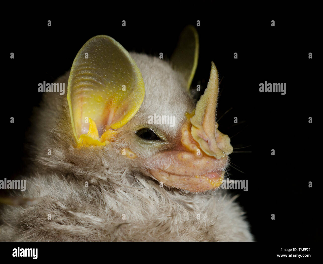 Peruvian bat hires stock photography and images Alamy