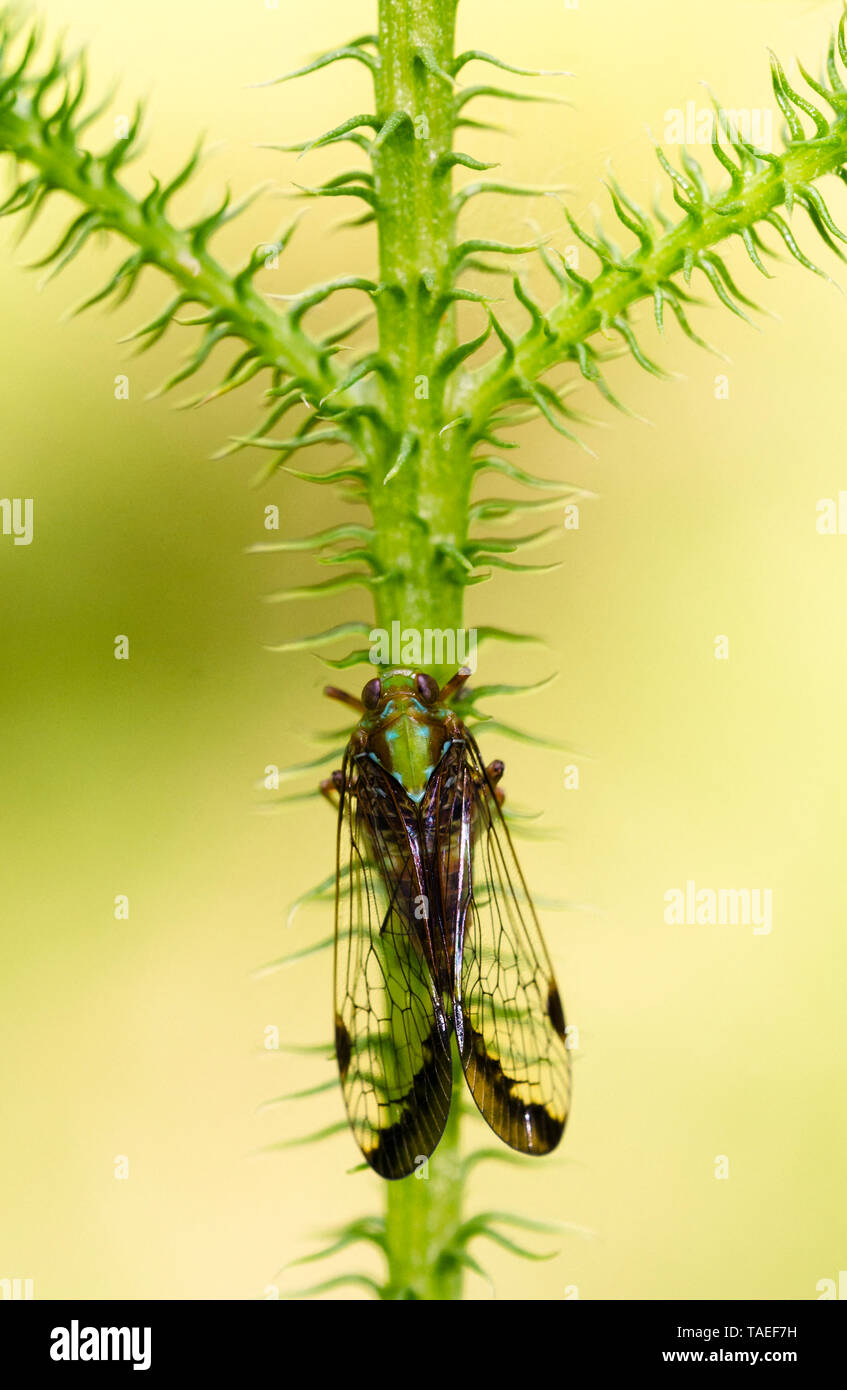 Adult cicada, Peruvian Amazon Stock Photo