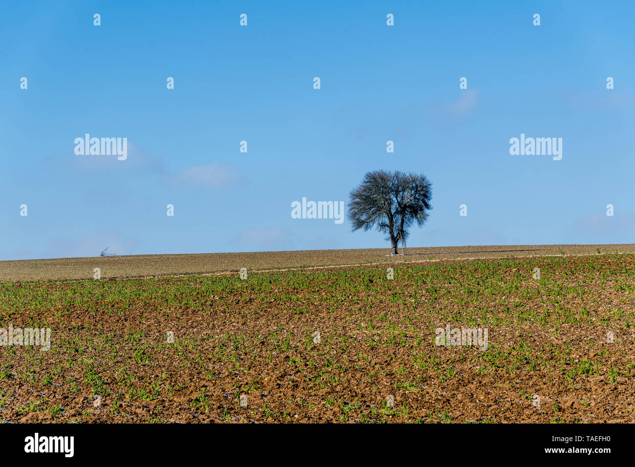 Germany, Baden-Wuerttemberg, Taubertal, single tree in field Stock Photo