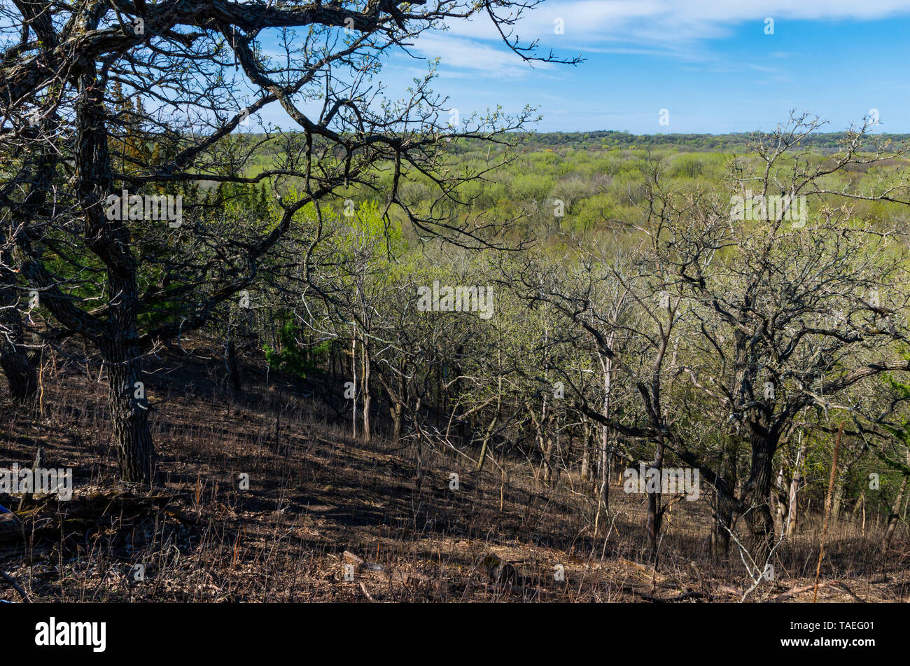 hillside overlooking valley and budding forest during spring at