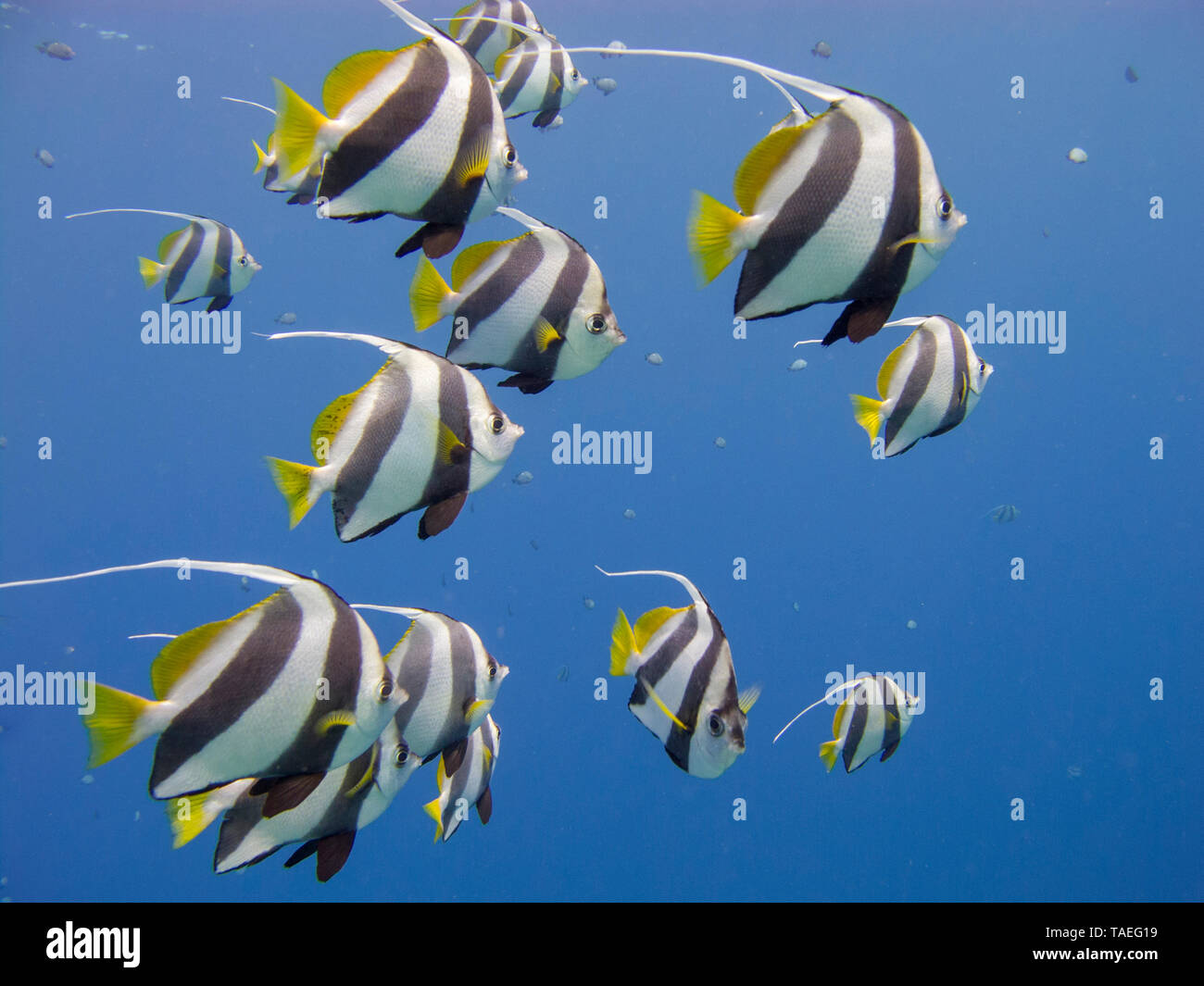 Schooling Bannerfish Heniochus Diphreutes Underwater At Dive