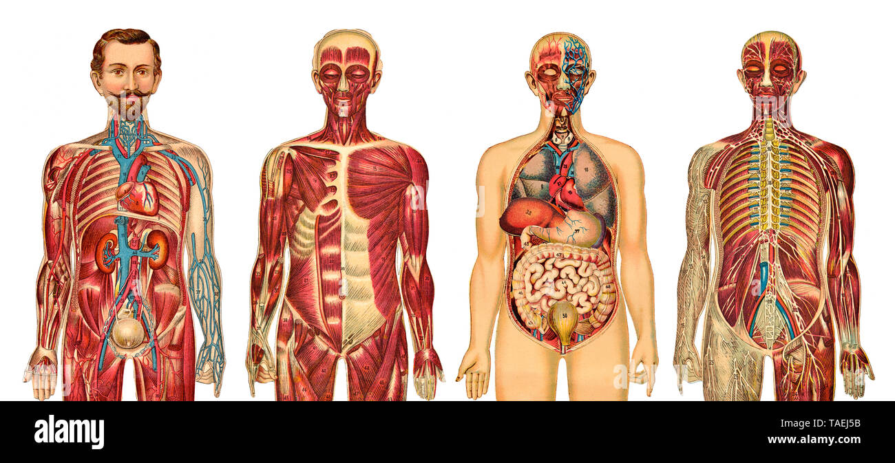 Anatomy, medical illustration of human beings, Aufklappbare anatomische, medizinische Darstellung des Mannes Stock Photo