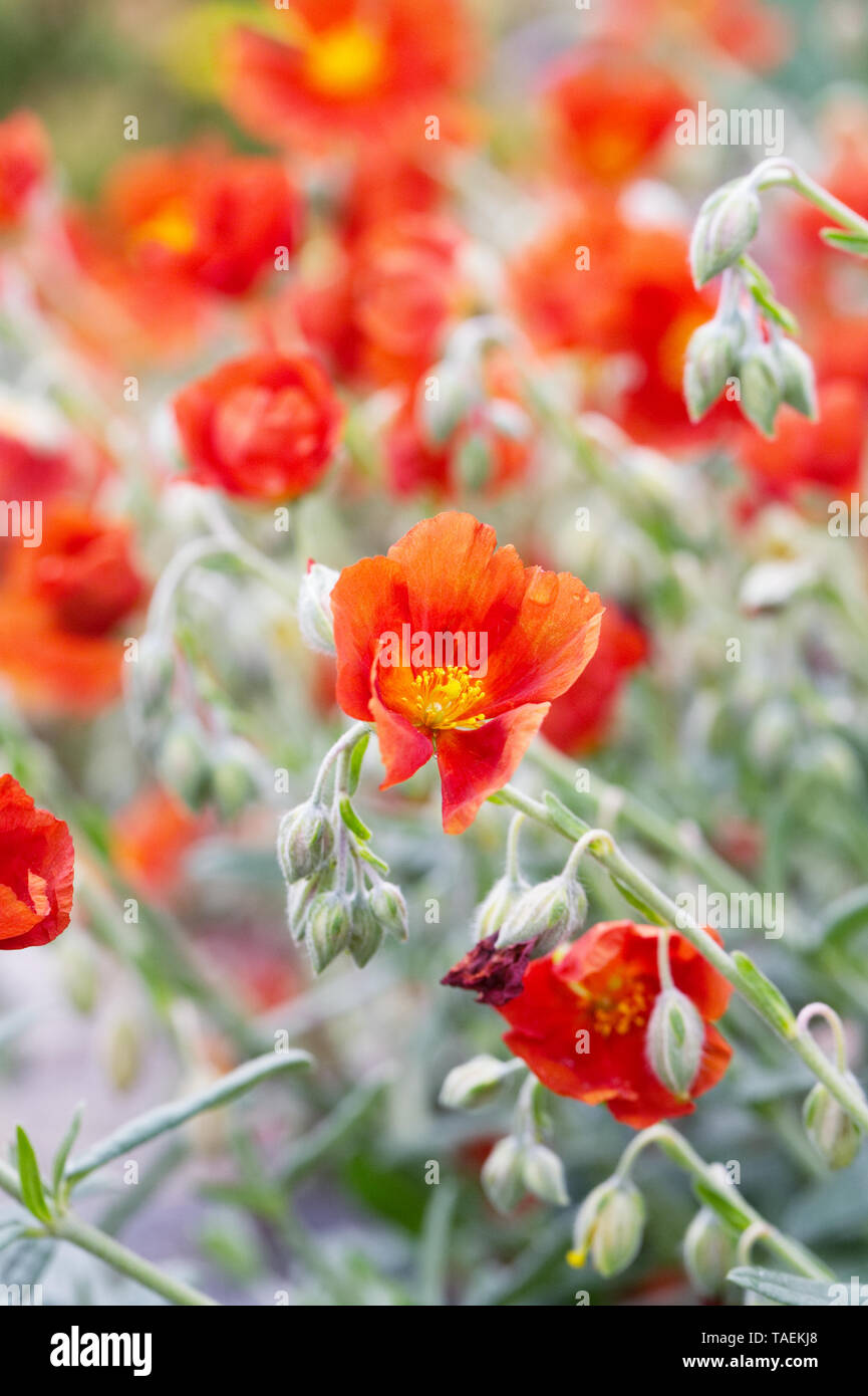 Helianthemum 'Henfield Brilliant'' flowers. Stock Photo