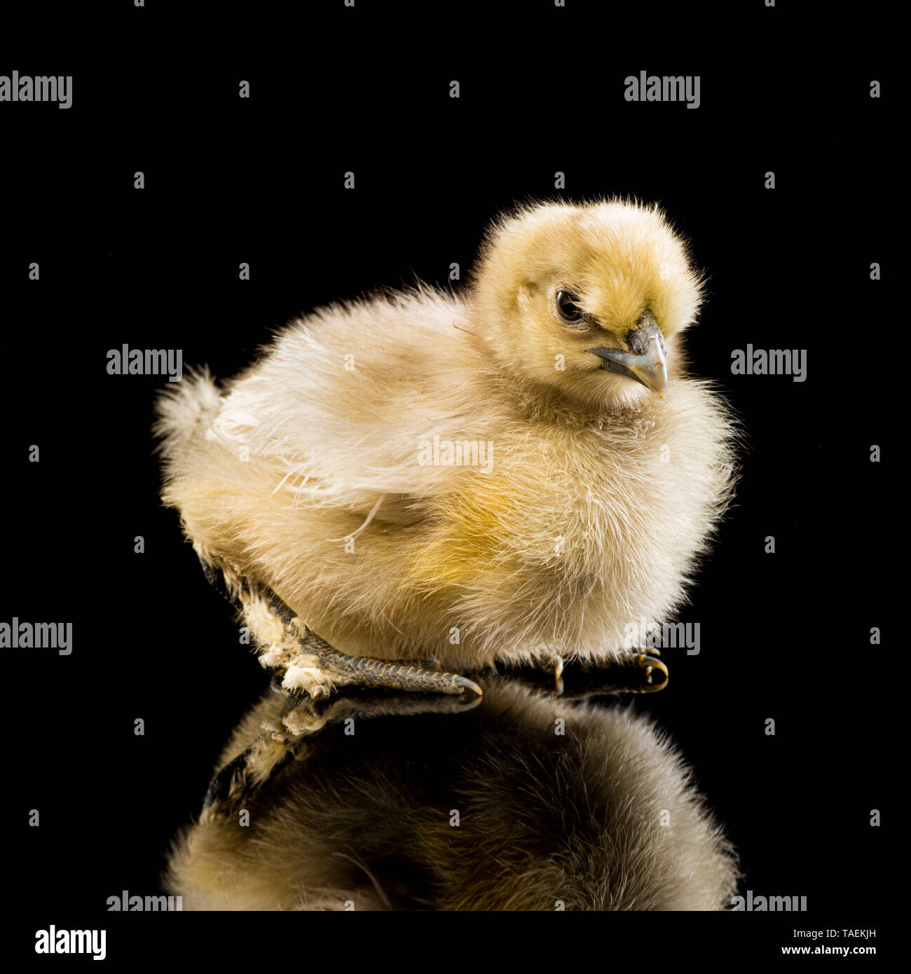 Silkie chick on black background Stock Photo