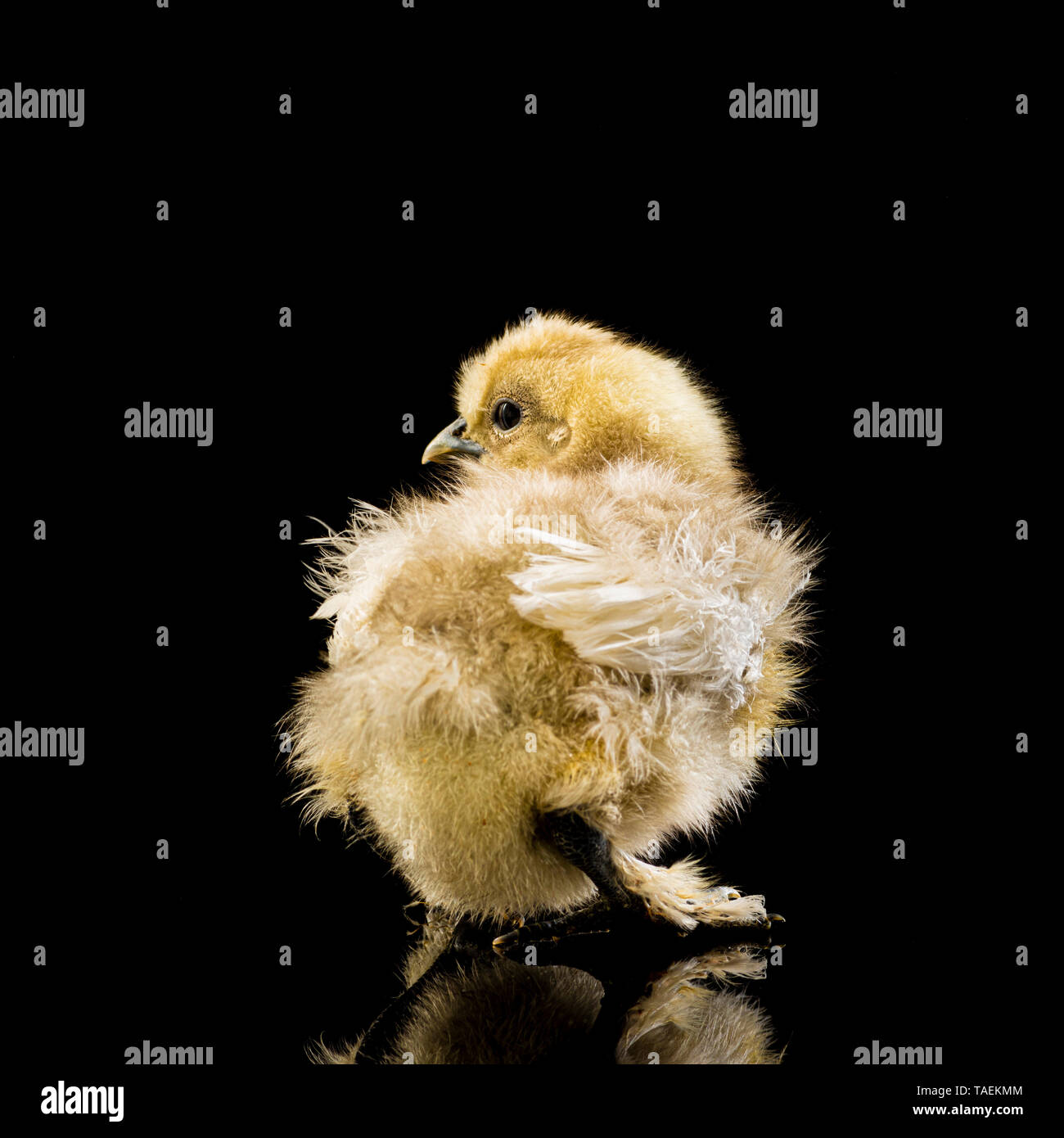 Silkie chick on black background Stock Photo
