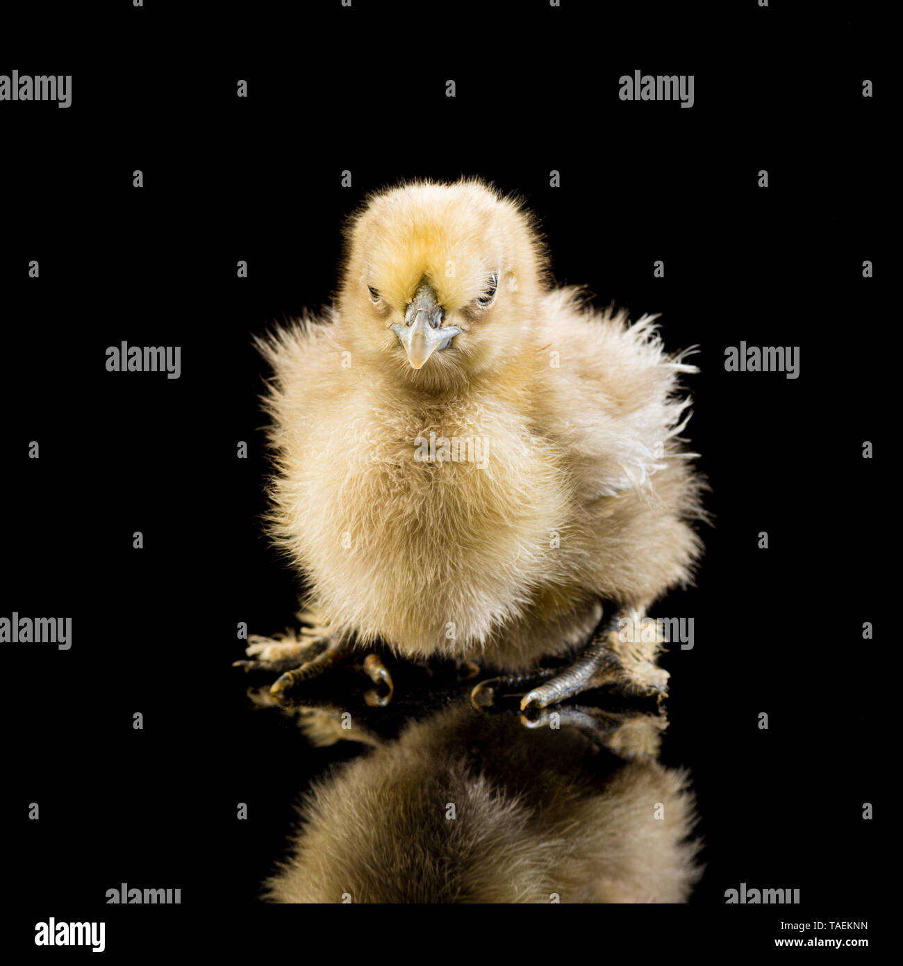 Silkie chick on black background Stock Photo