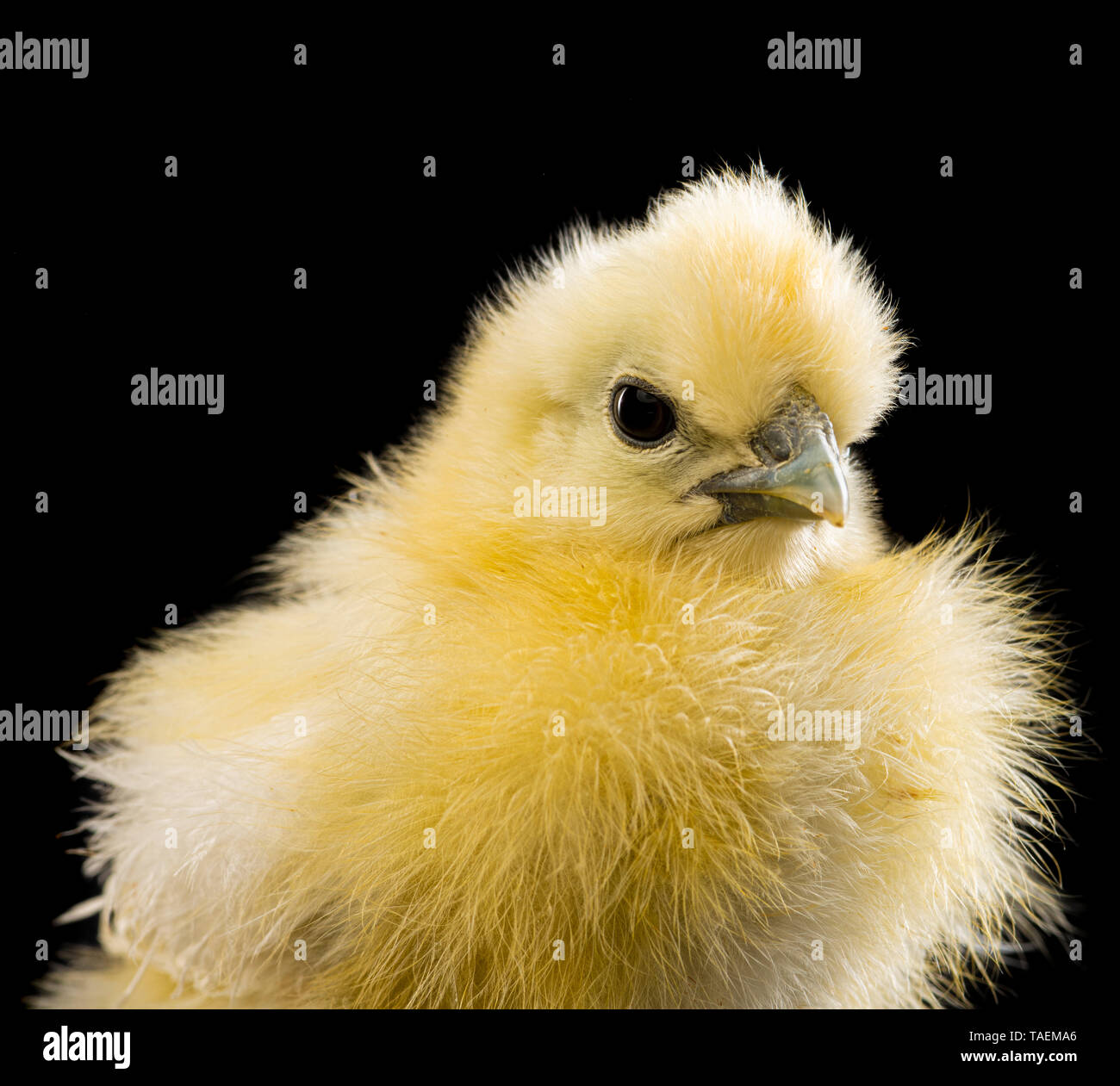 Silkie chick on black background Stock Photo