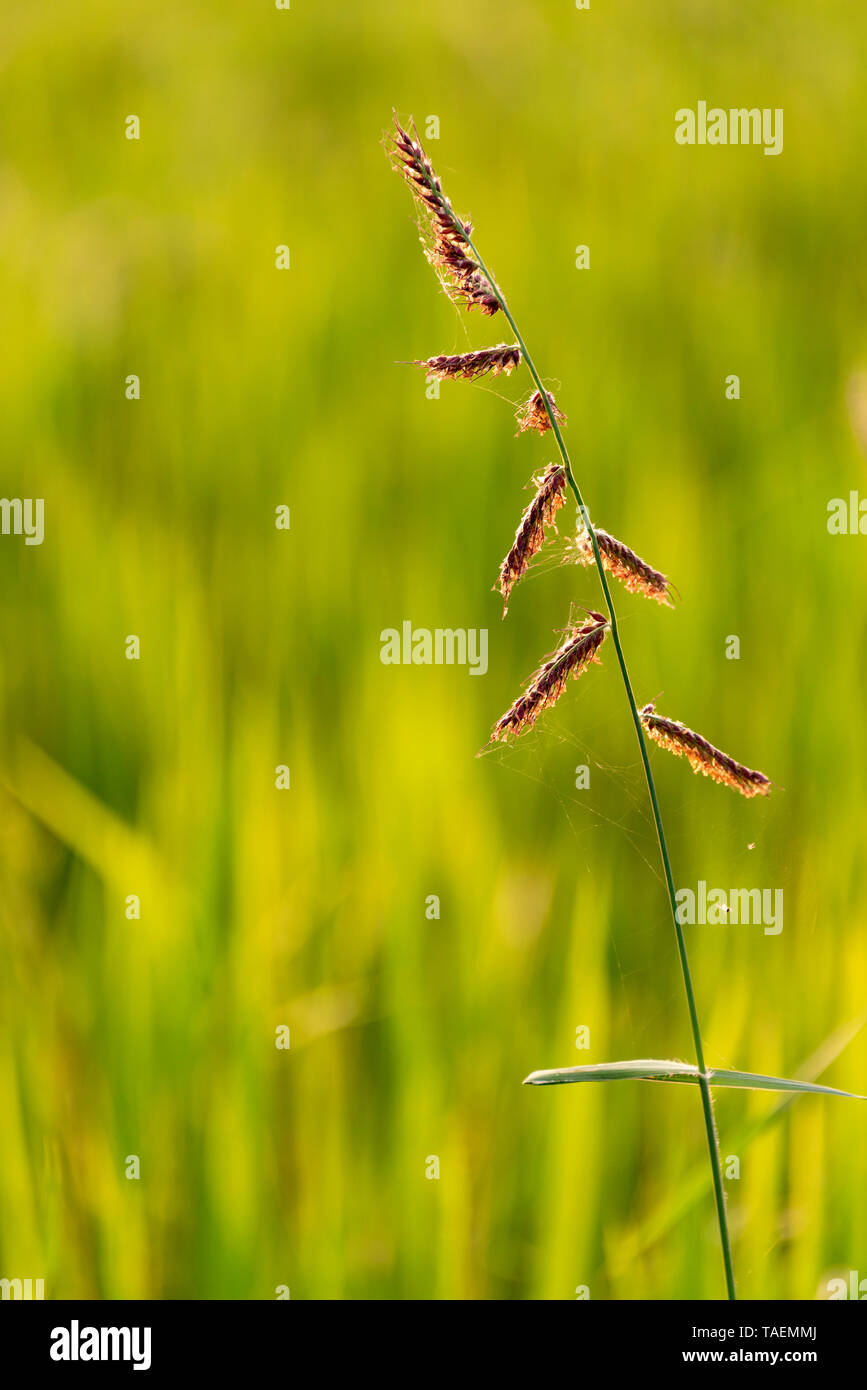 Vertical view of rice growing in a paddy field in India. Stock Photo