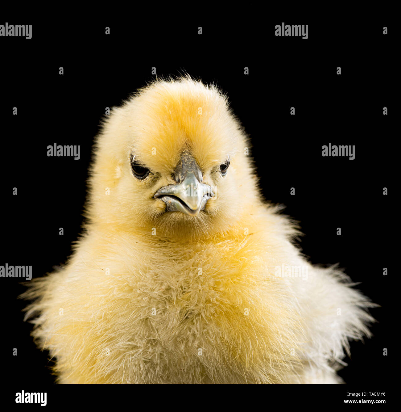 Silkie chick on black background Stock Photo